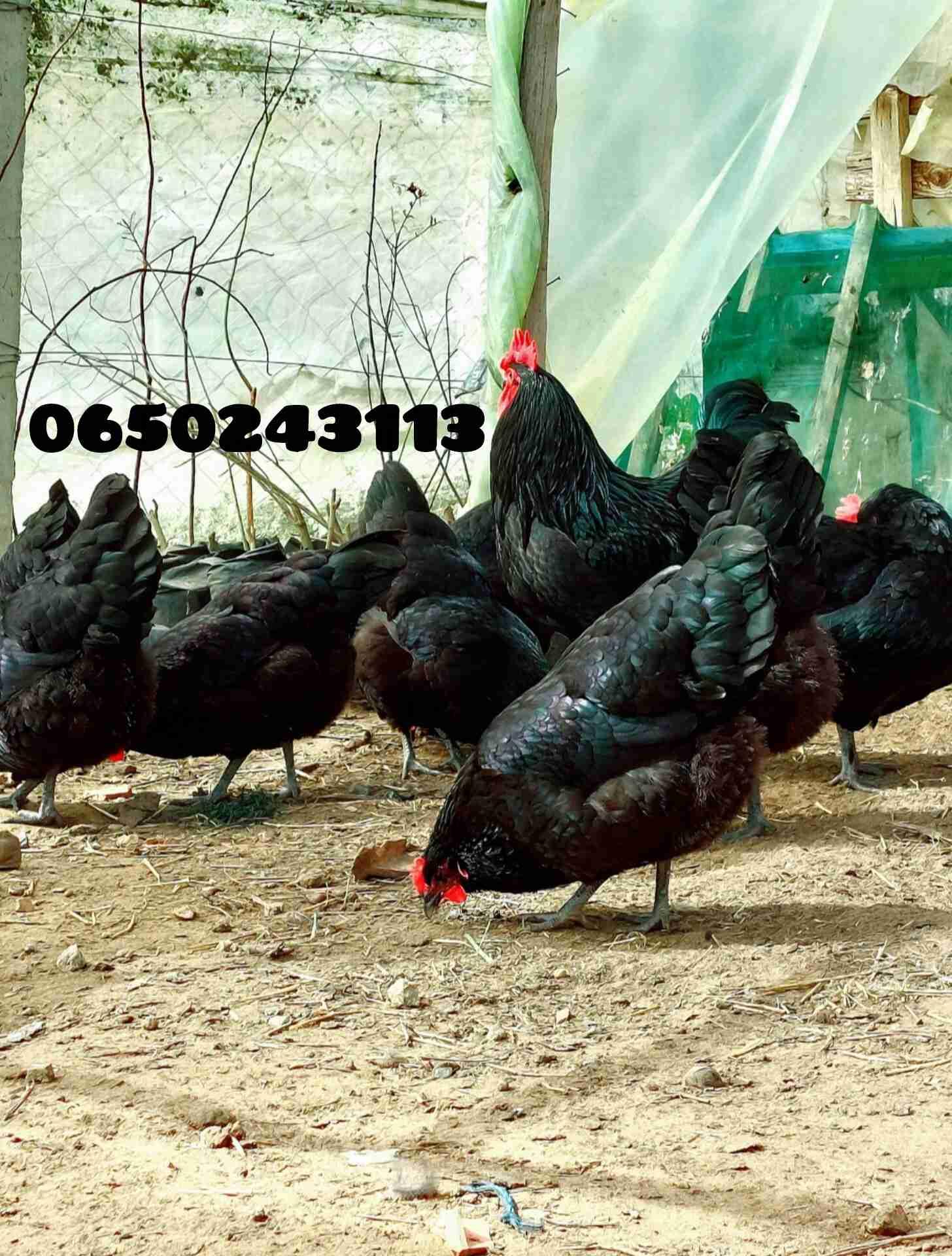 بيض مخصب الأسود الملكي❤️