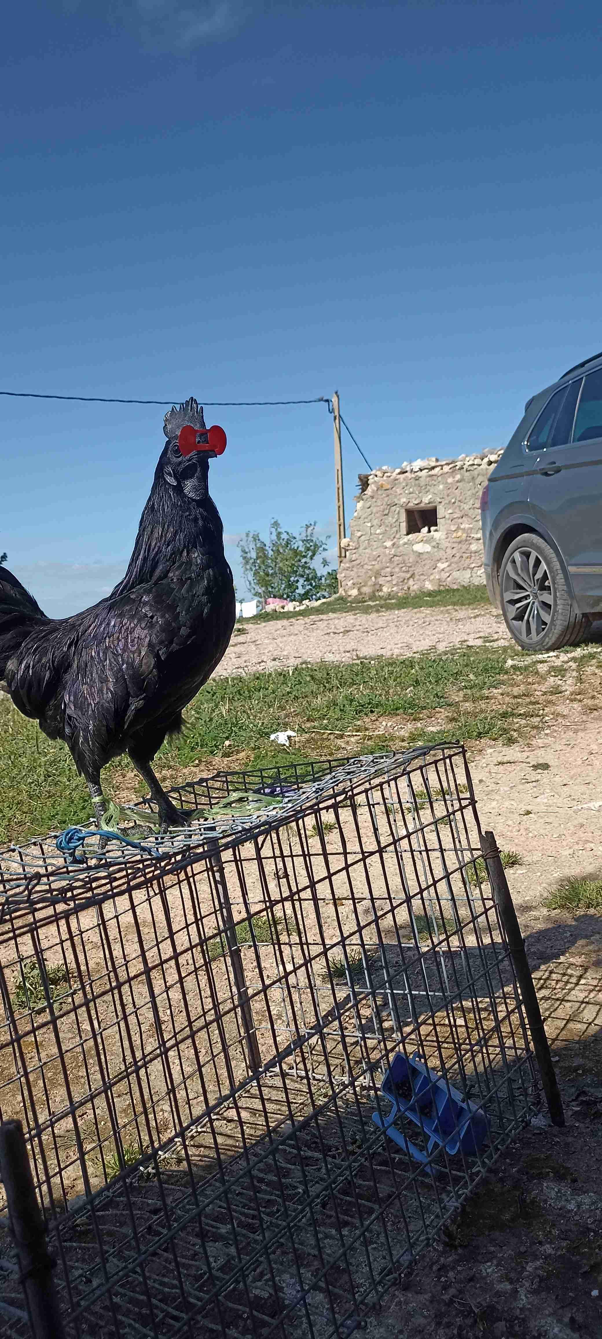 بيض مخصب لسلالة أيام سيماني| Ayam Cemani