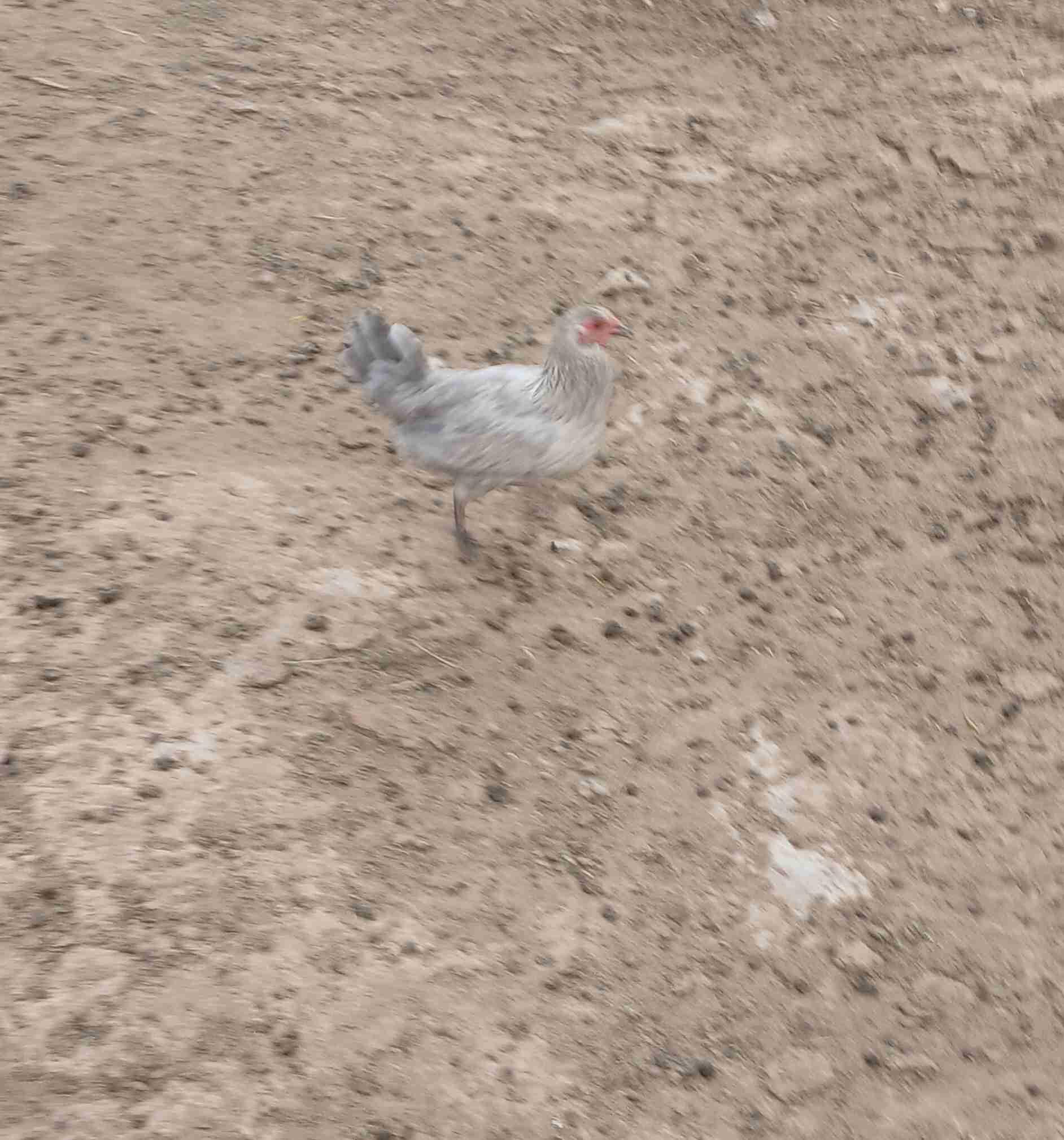 اولاد يعيش