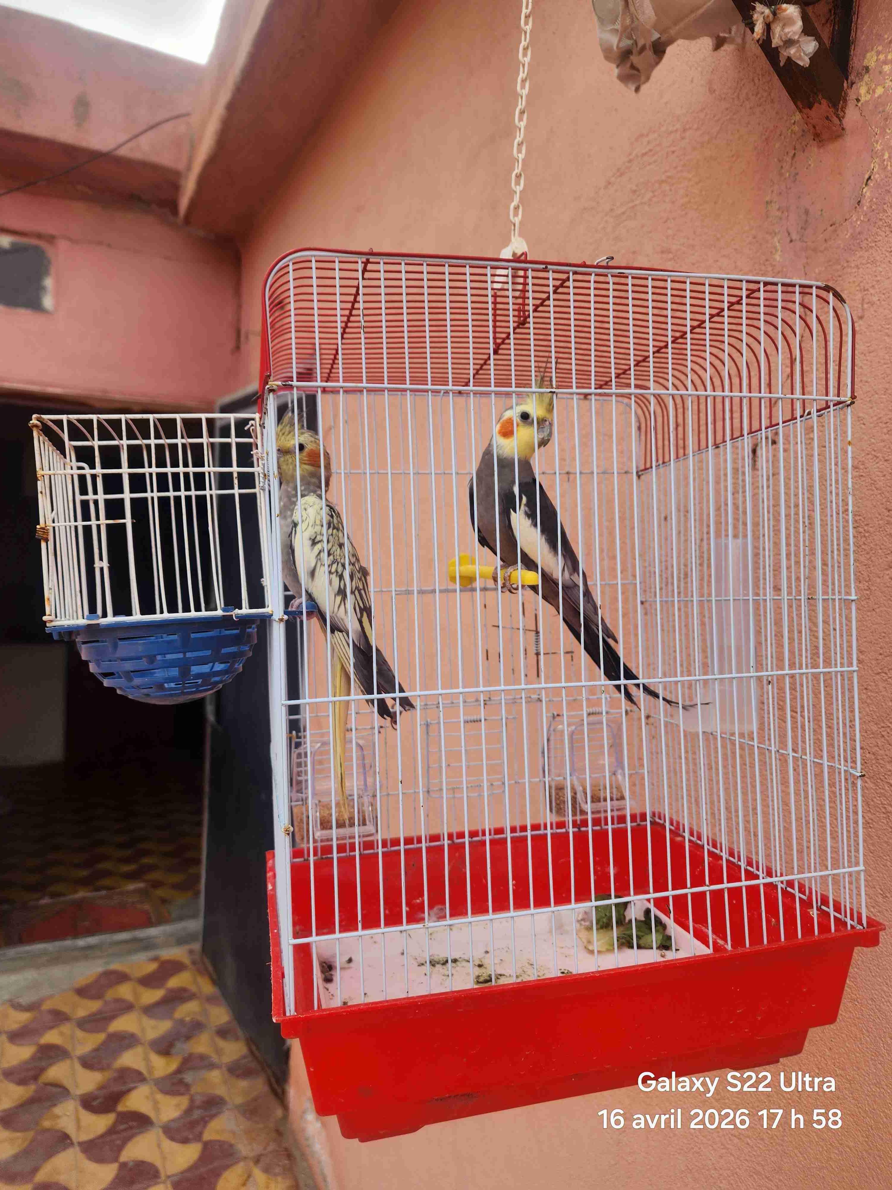 طائر الكوكتيل