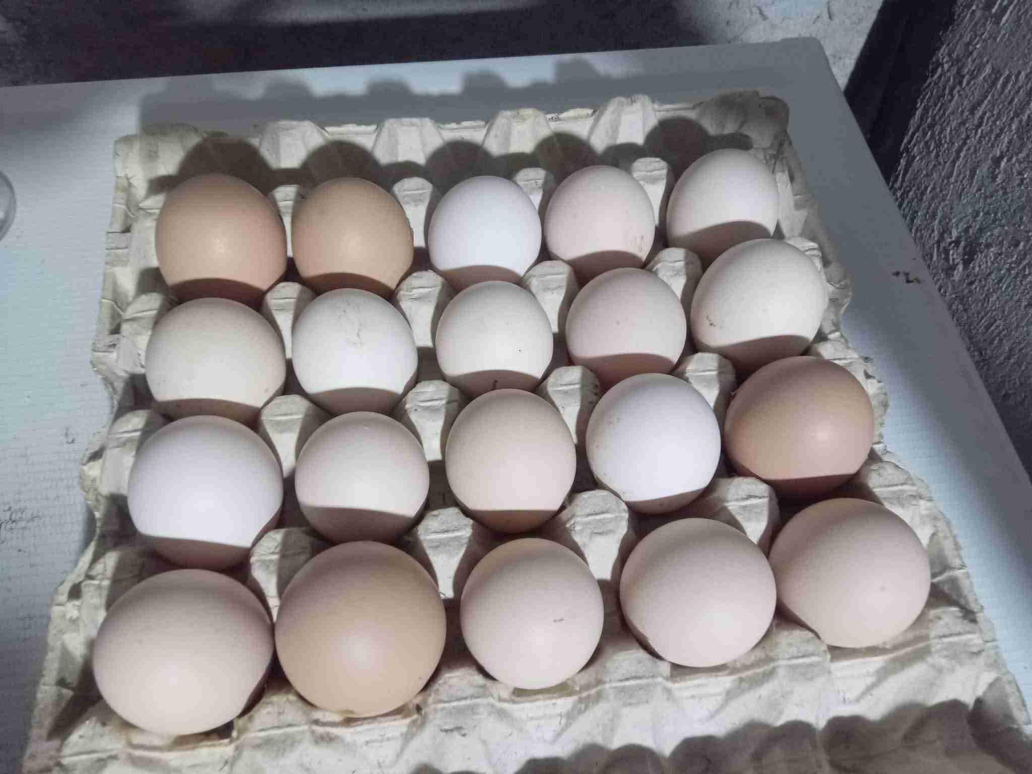 بيض مخصب جودة عالية