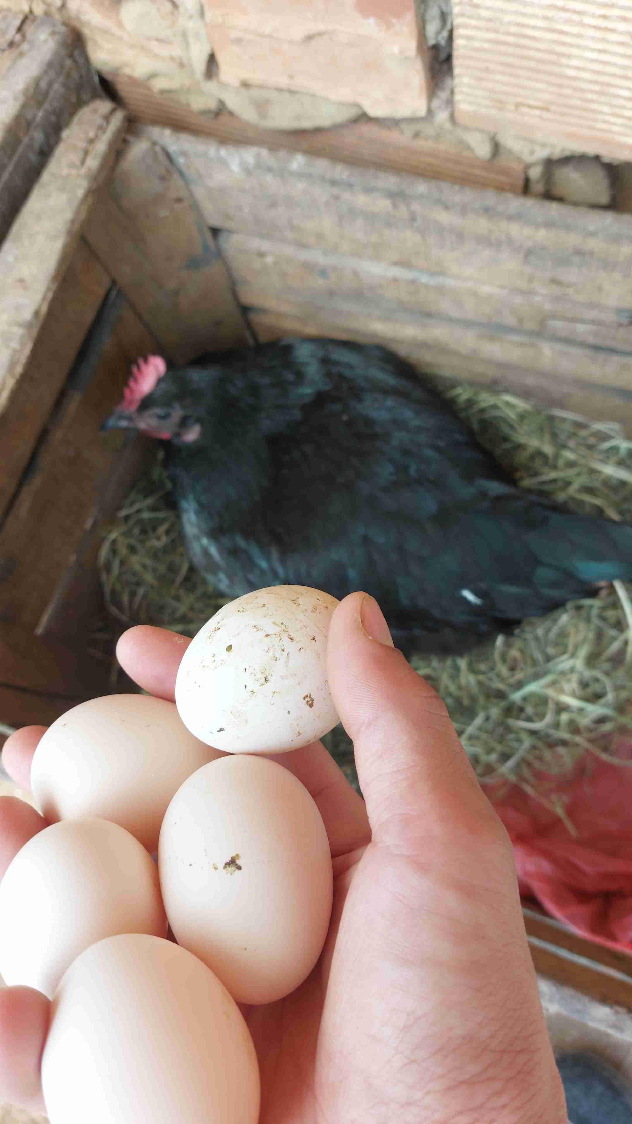 بيض مخصب🥚الأسترالوب الأسود الملكي🐓للتواصل 0650243113📞متوفر الإرسال لجميع المدن🏙