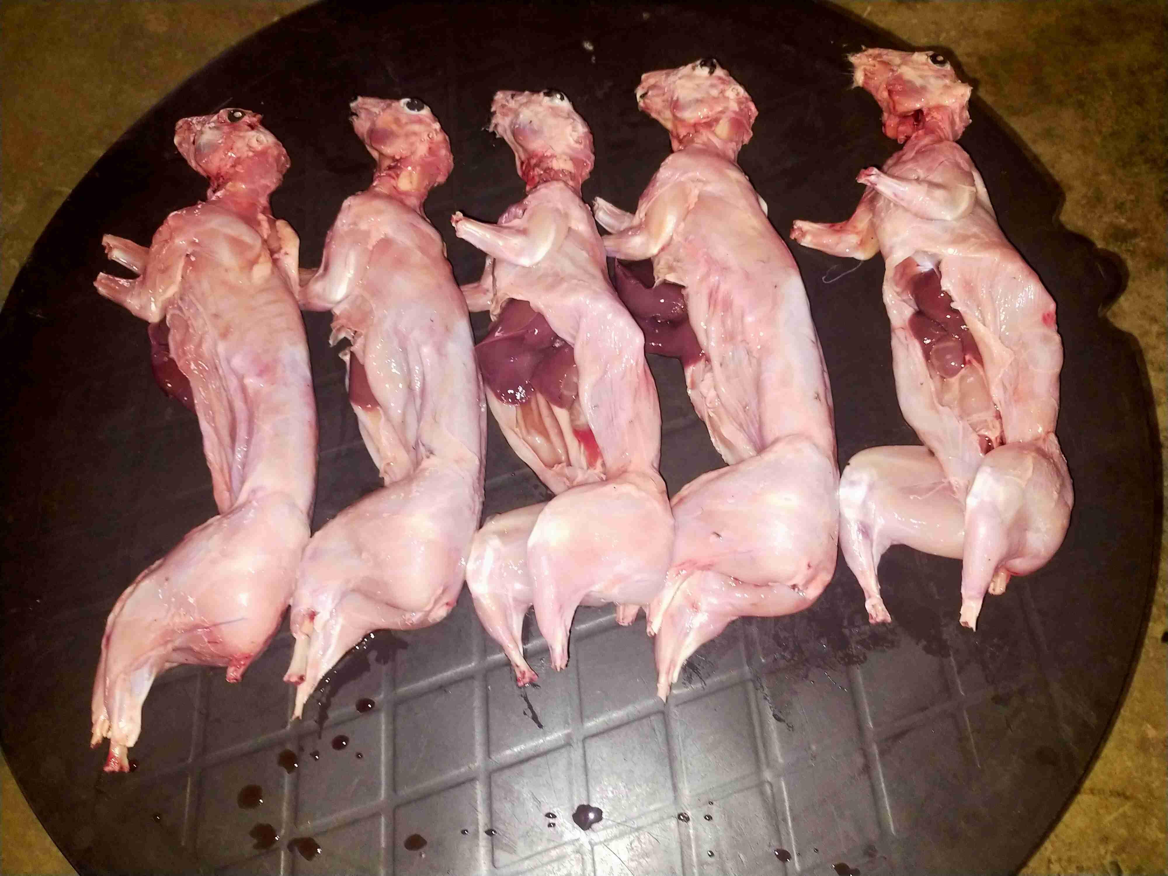 جرسيف