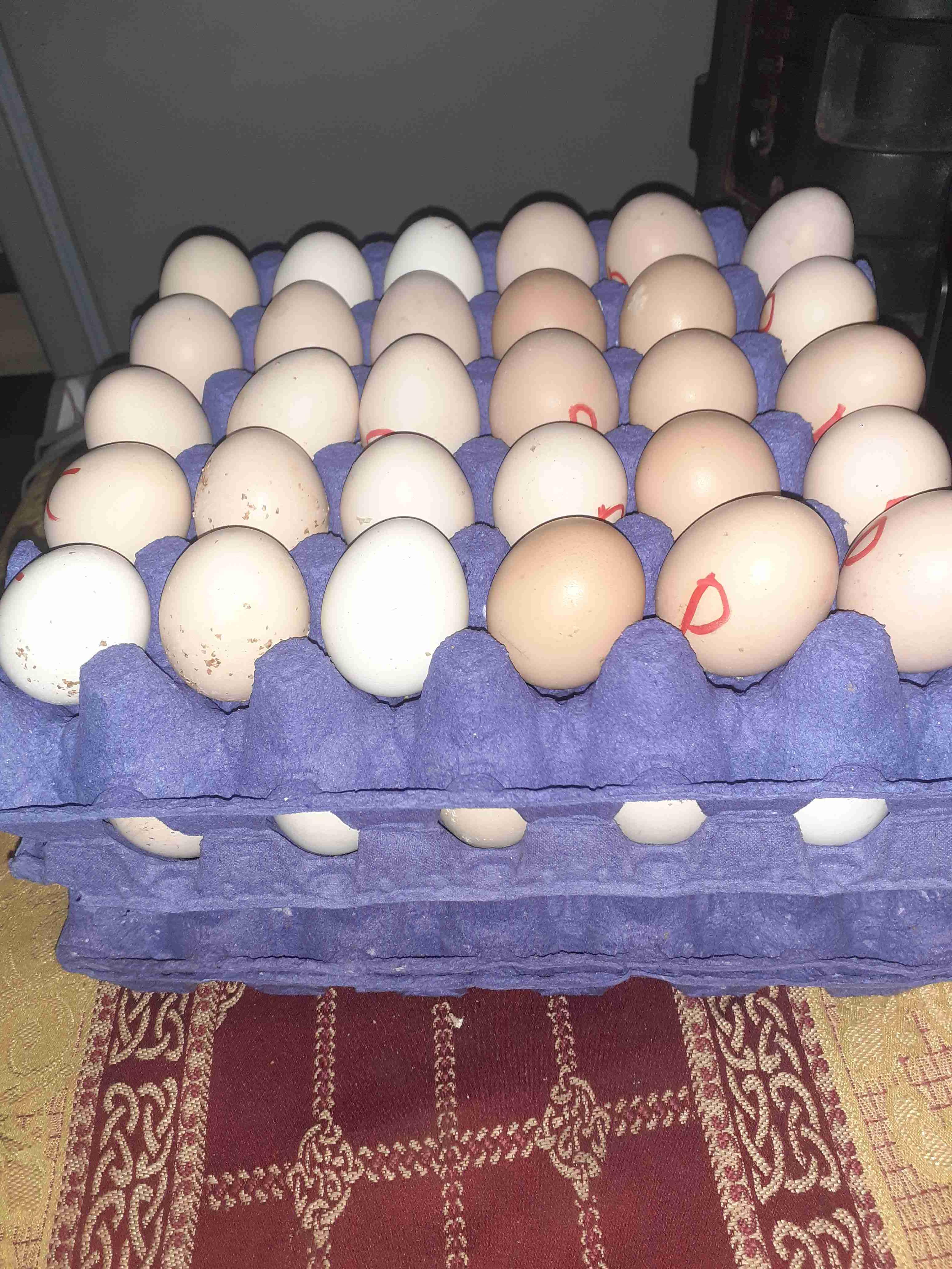 الدار البيضاء