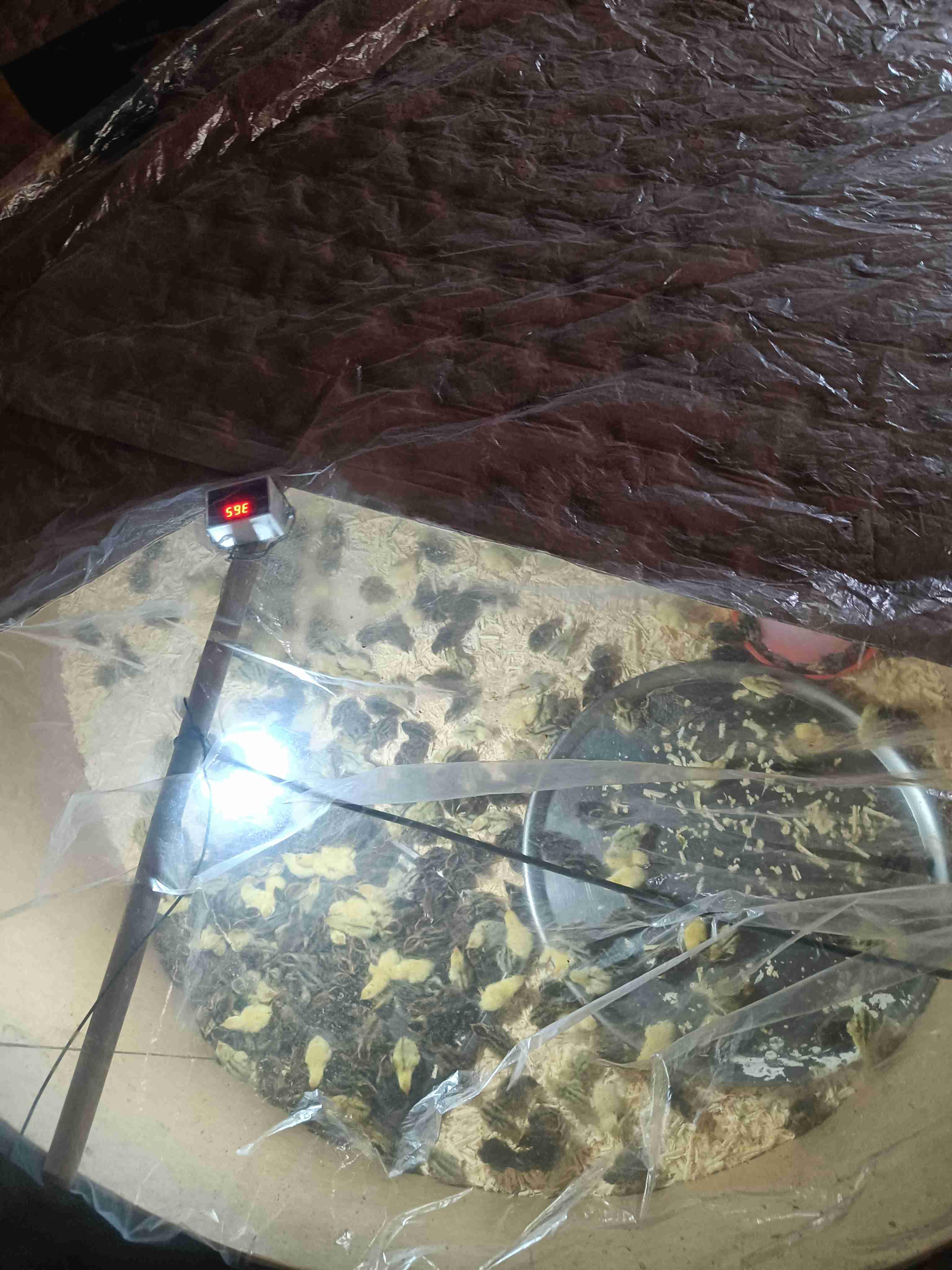 سمان