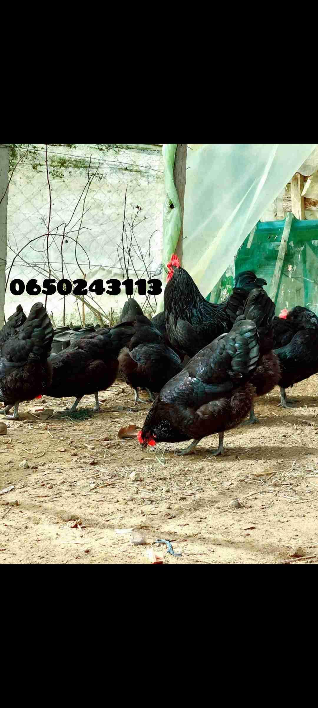 خصوبة عالية بشهادة الزبناء والحمد لله😍متوفر بيض مخصب🥚 استرالوب اسود ملكي دم نقي🐓التوصيل نحو جميع المدن مرحبا بالجميع🏙للتواصل 0650243113📞