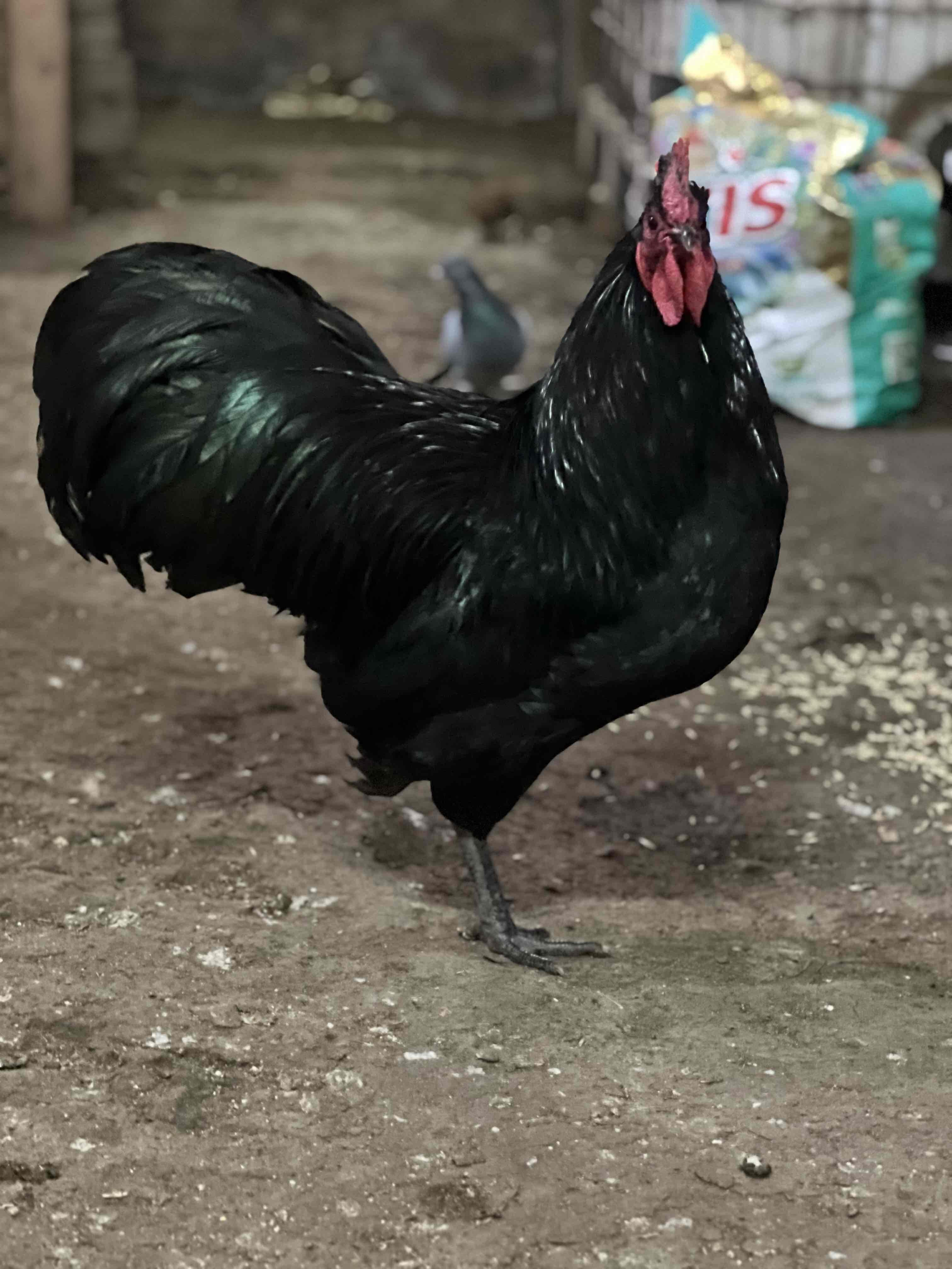 الدار البيضاء