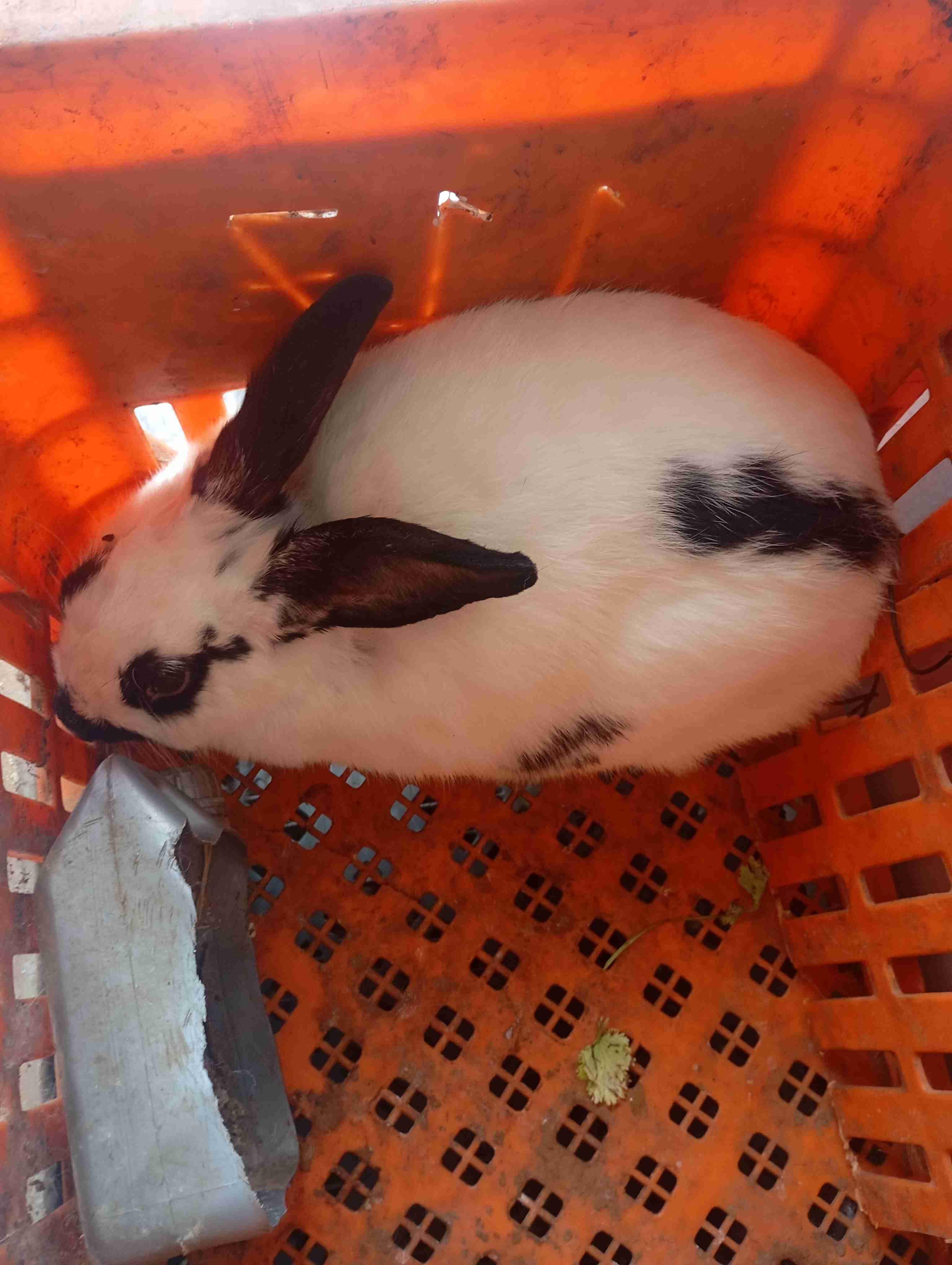 أنثى الأرنب رومي بابيون