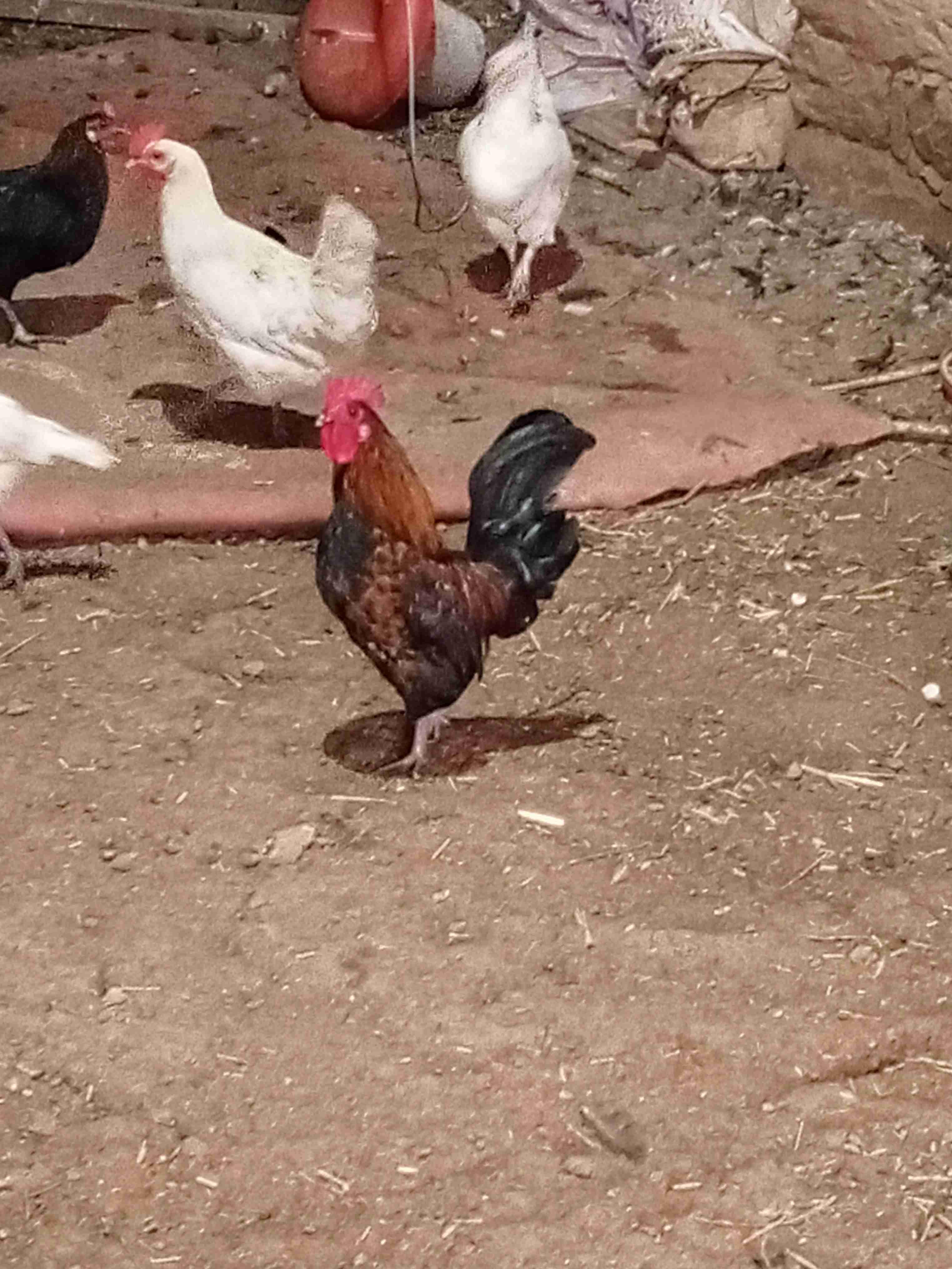 النكزاكي