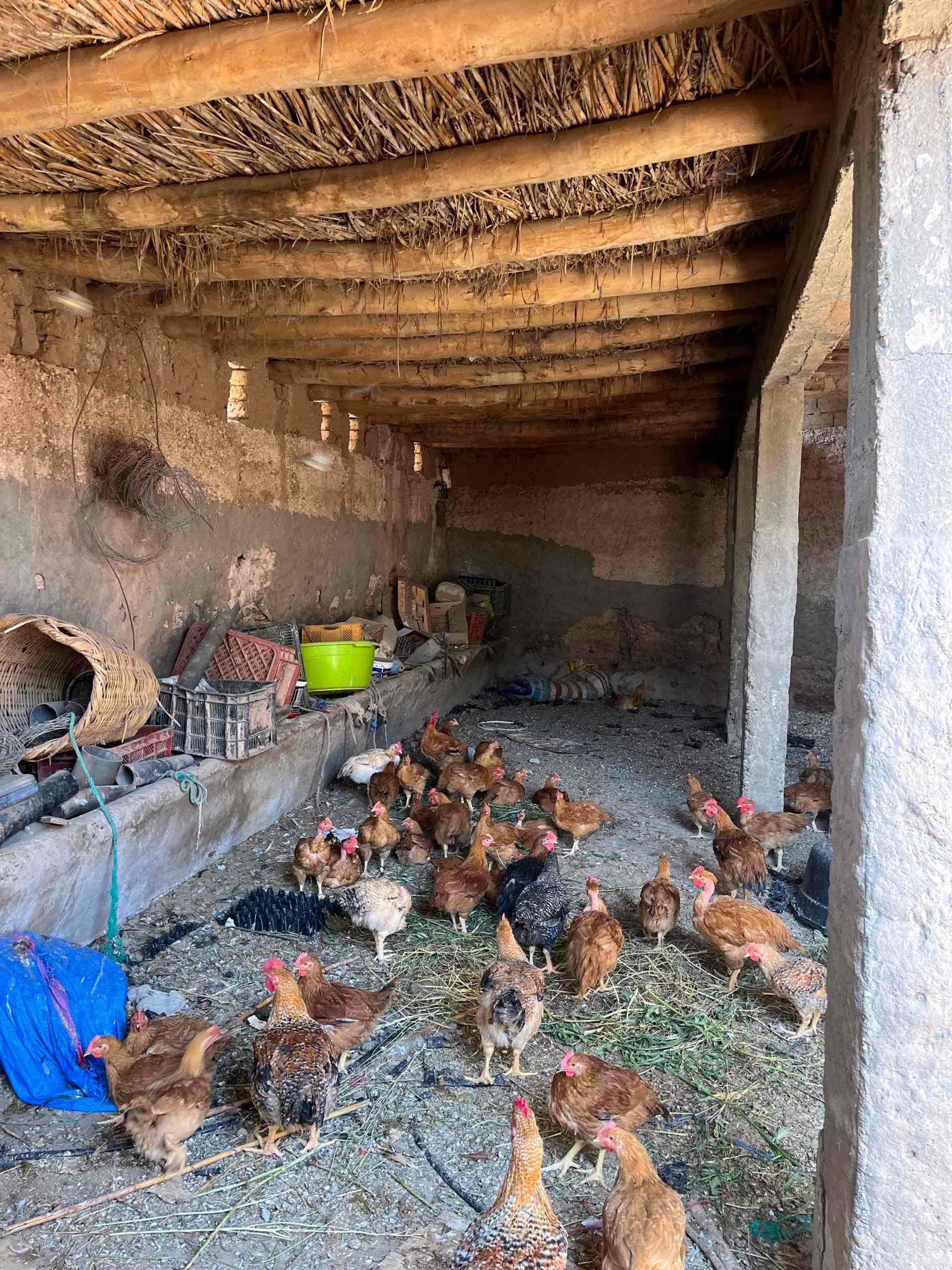 تارودانت