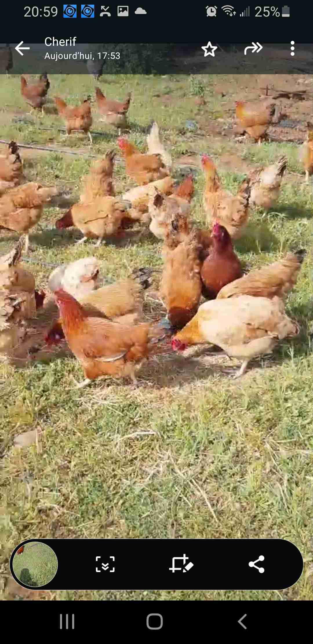بيض المخصب الدجاج الفرنسي