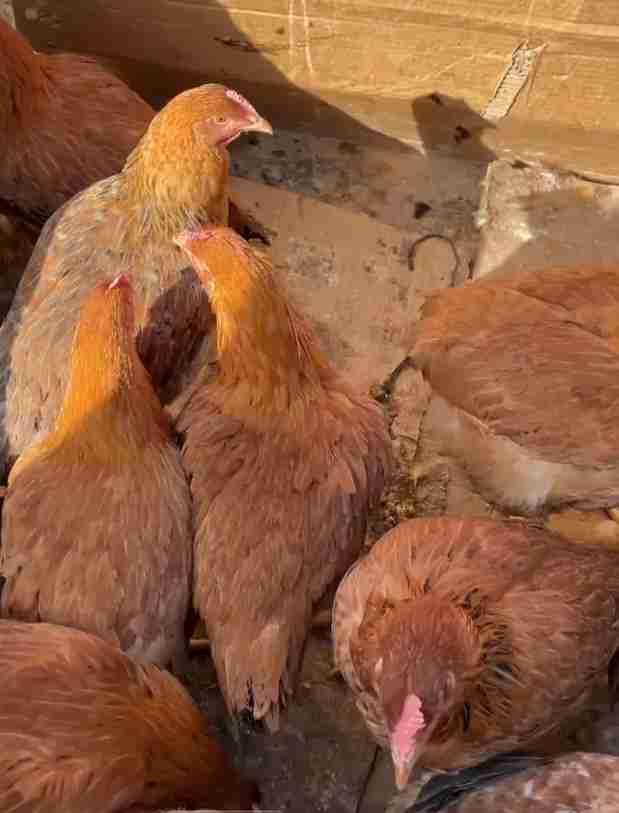 دجاج الساسو 6 ذكور 3 نثوات نواحي مراكش مجاط فروكة