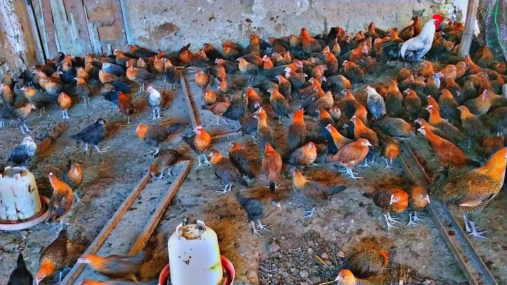 دجاج الفيومي واخد جميع الادوية مرحباً بالجميع لتوصل 0600870480
