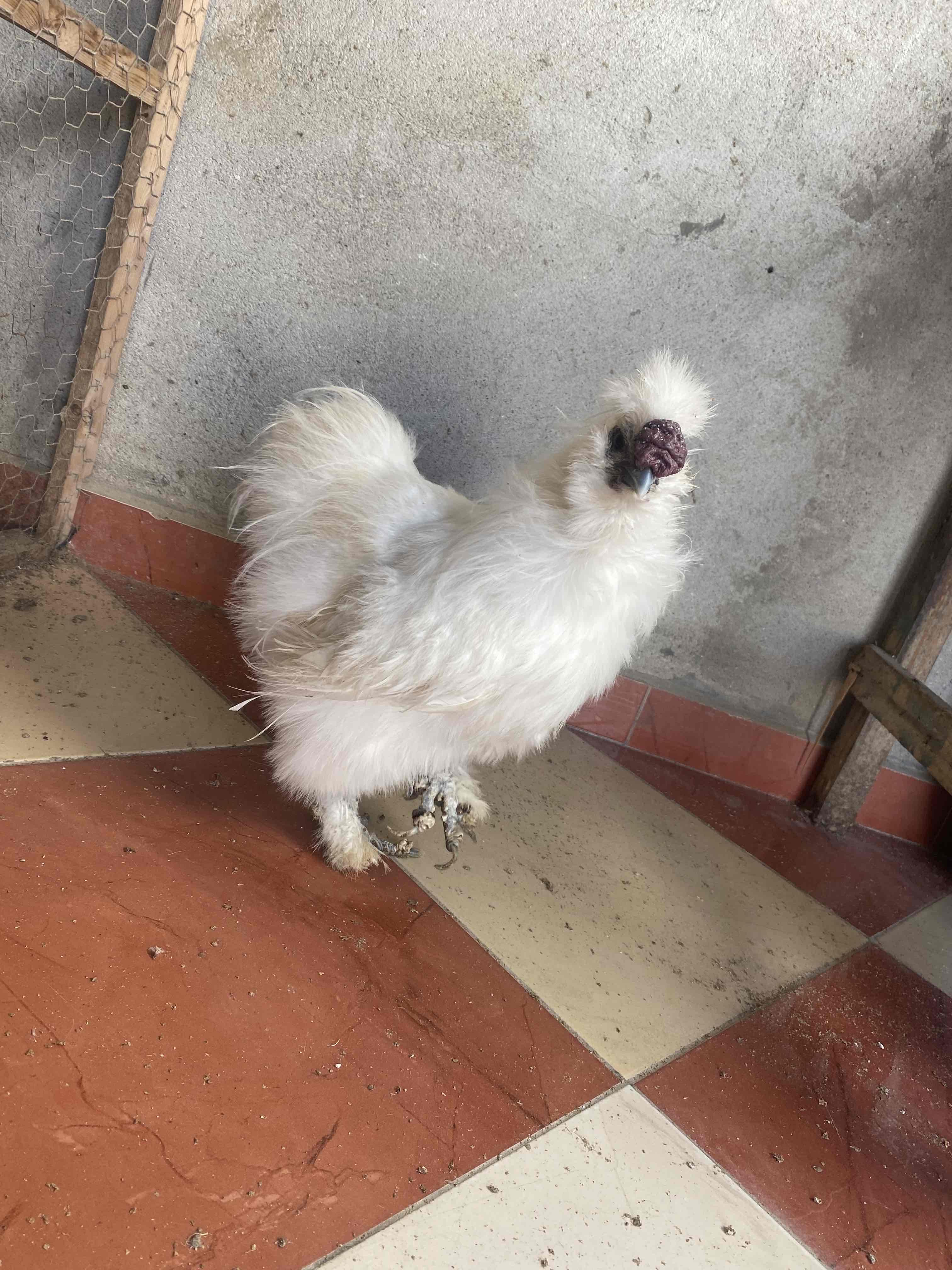 2 male de poule de soie