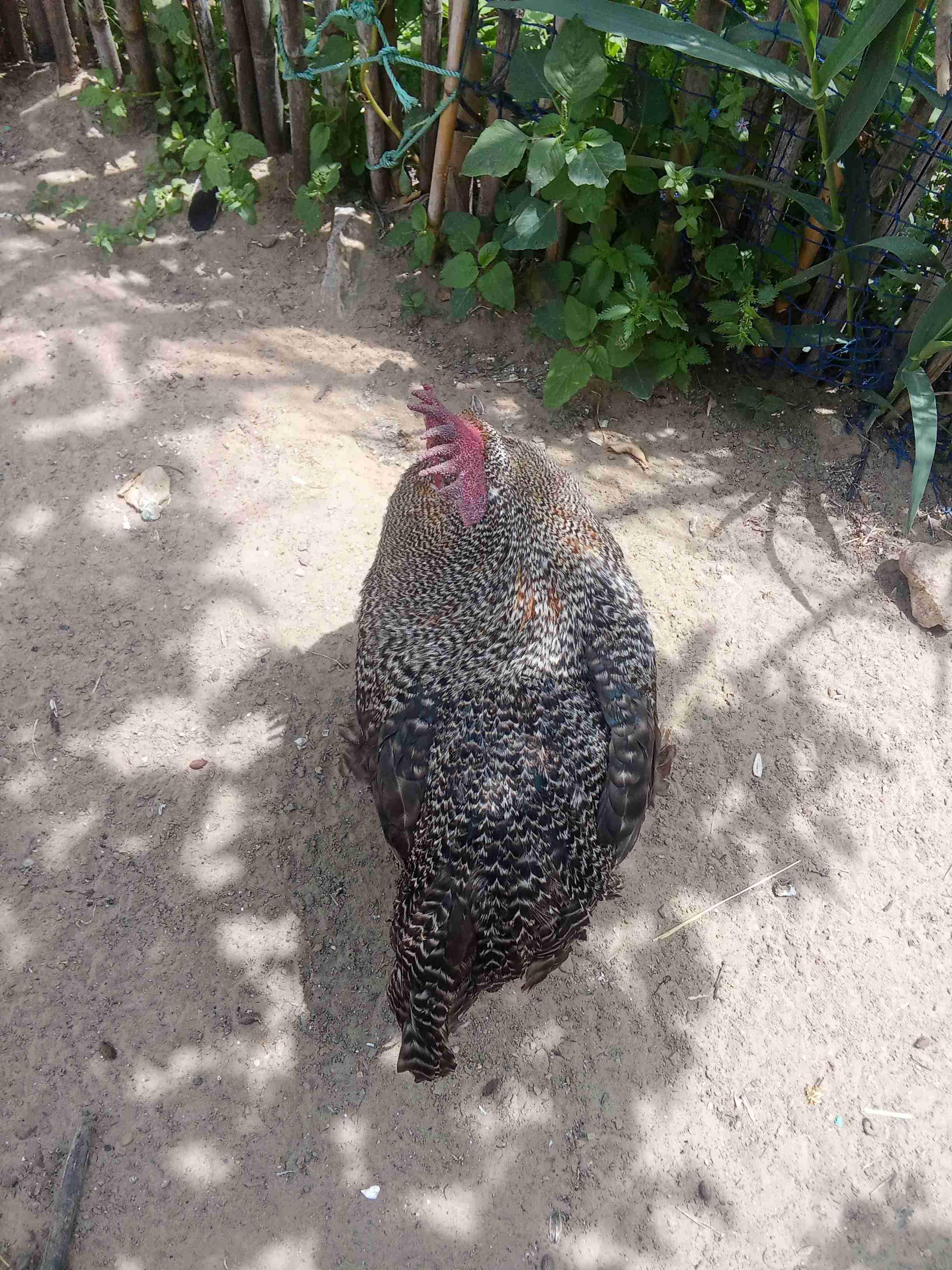 وايندت🐓