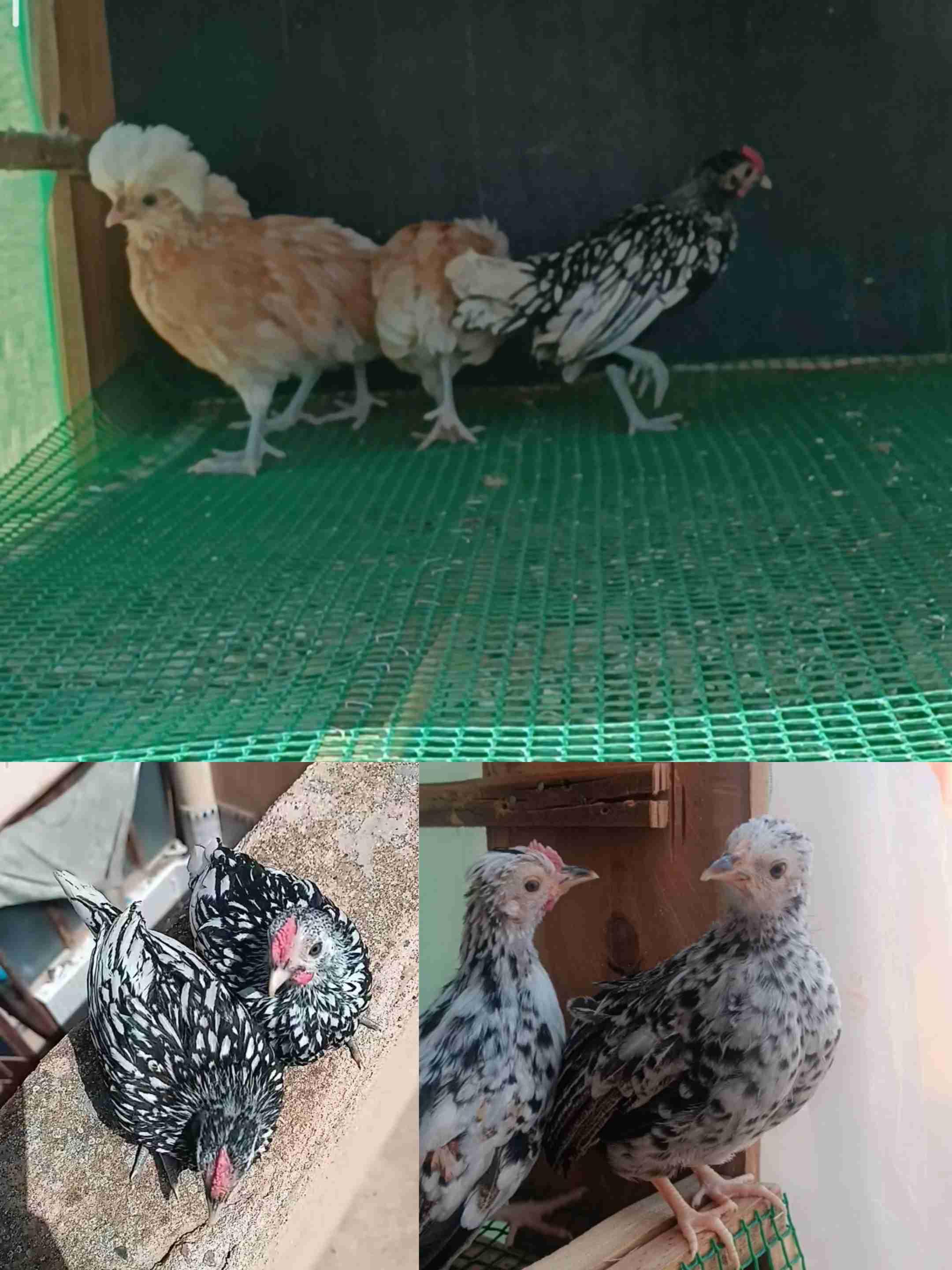 كتاكيت دجاج الزينة0645404470