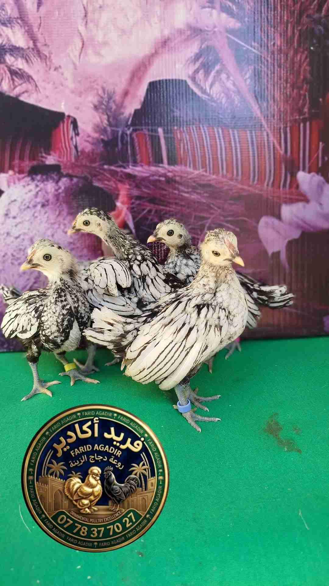 دجاج زينة 🐔