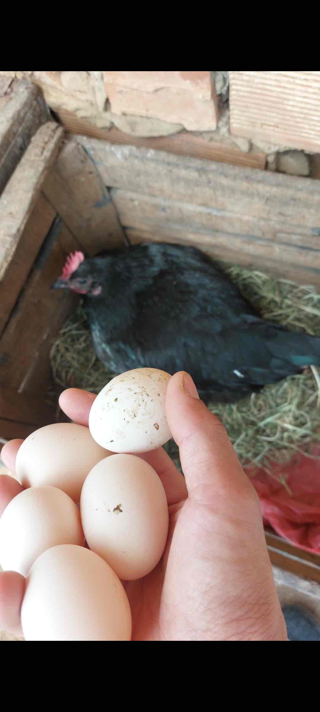 🥚 بيض مخصب بإذن الله - أسترالوب أسود ملكي 🐓  ✅️ خصوبة عالية بشهادة الزبناء والحمد لله  🩸 دماء نقية 100% اللهم بارك  🏙️ متوفر الإرسال لجميع المدن  💰 الثمن: 10 دراهم للبيضة فقط  📞 للطلب والاستف