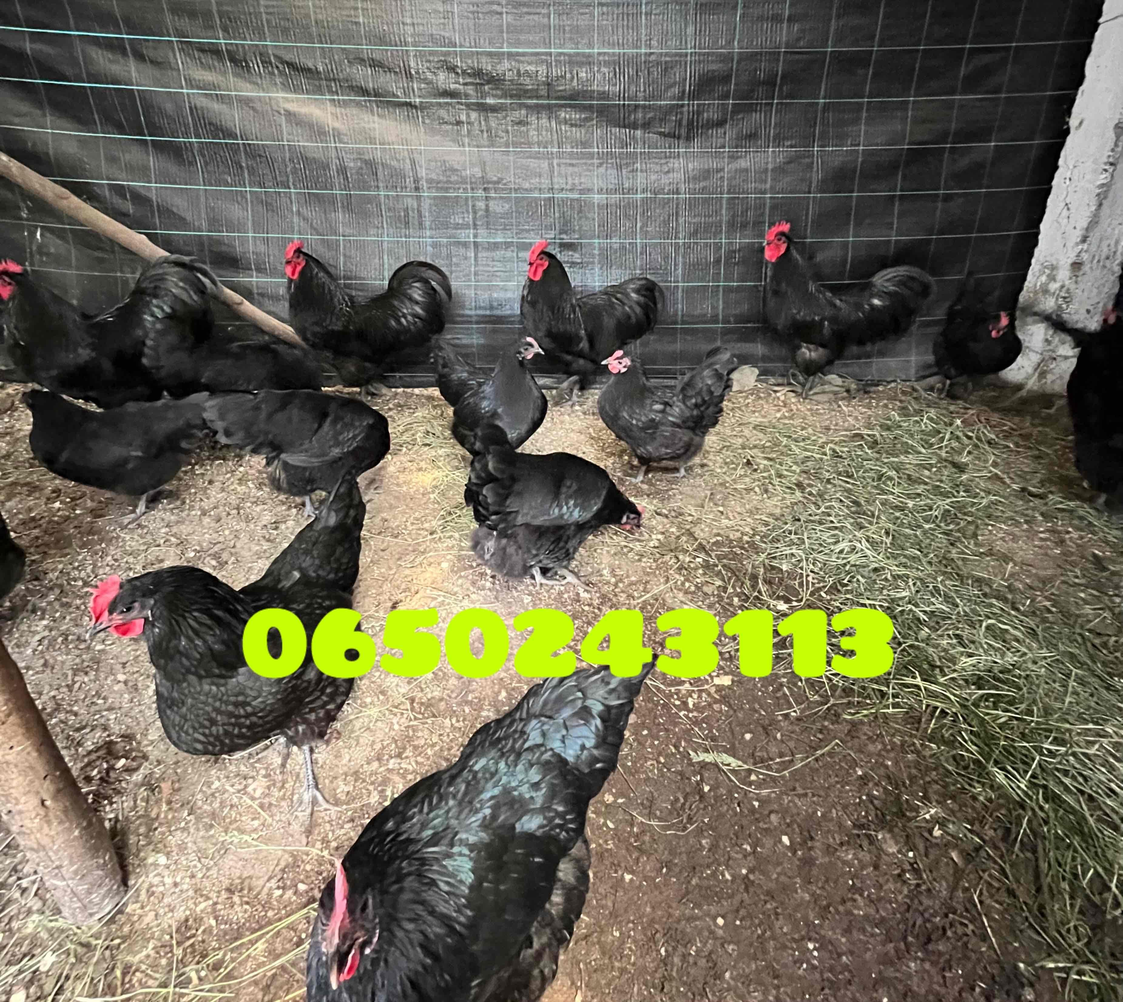 خصوبة عالية اللهم بارك❤️متوفر بيض مخصب 🥚الأسترالوب الأسود الملكي🐓متوفر الإرسال لجميع المدن للتواصل 0650243113☎️
