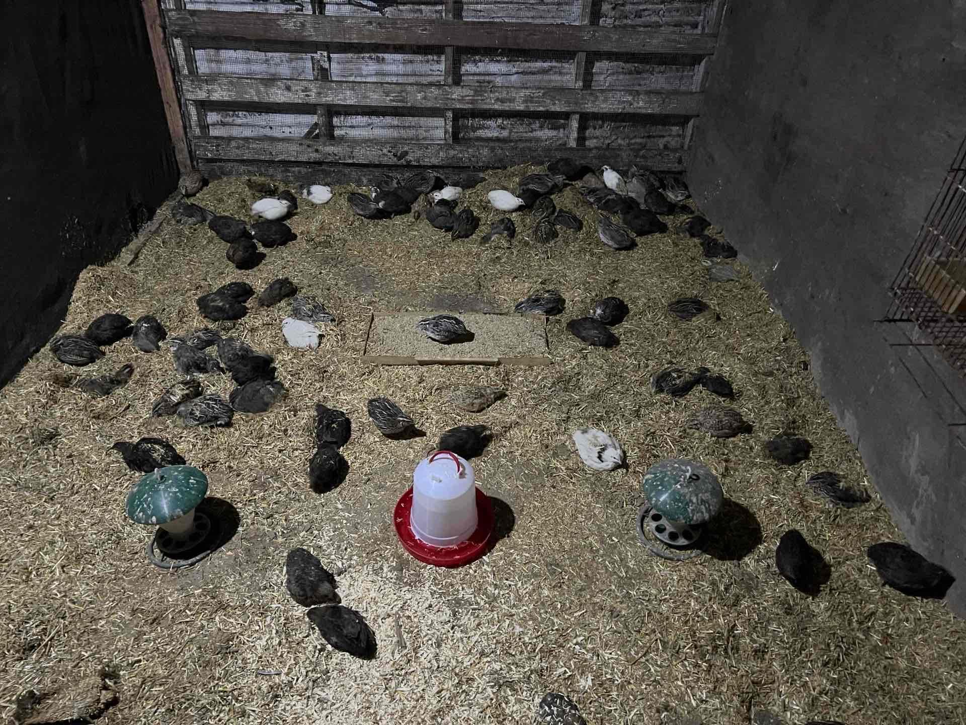 السمان