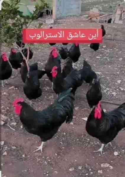 بيض أسترالوب