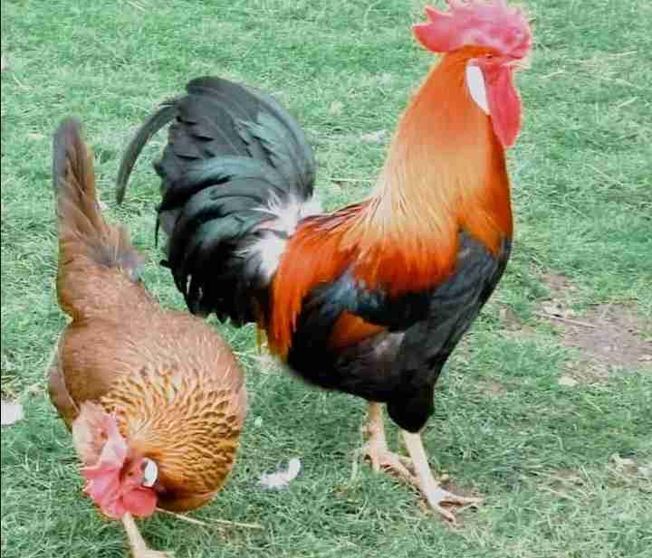 الدهبي ليجوون