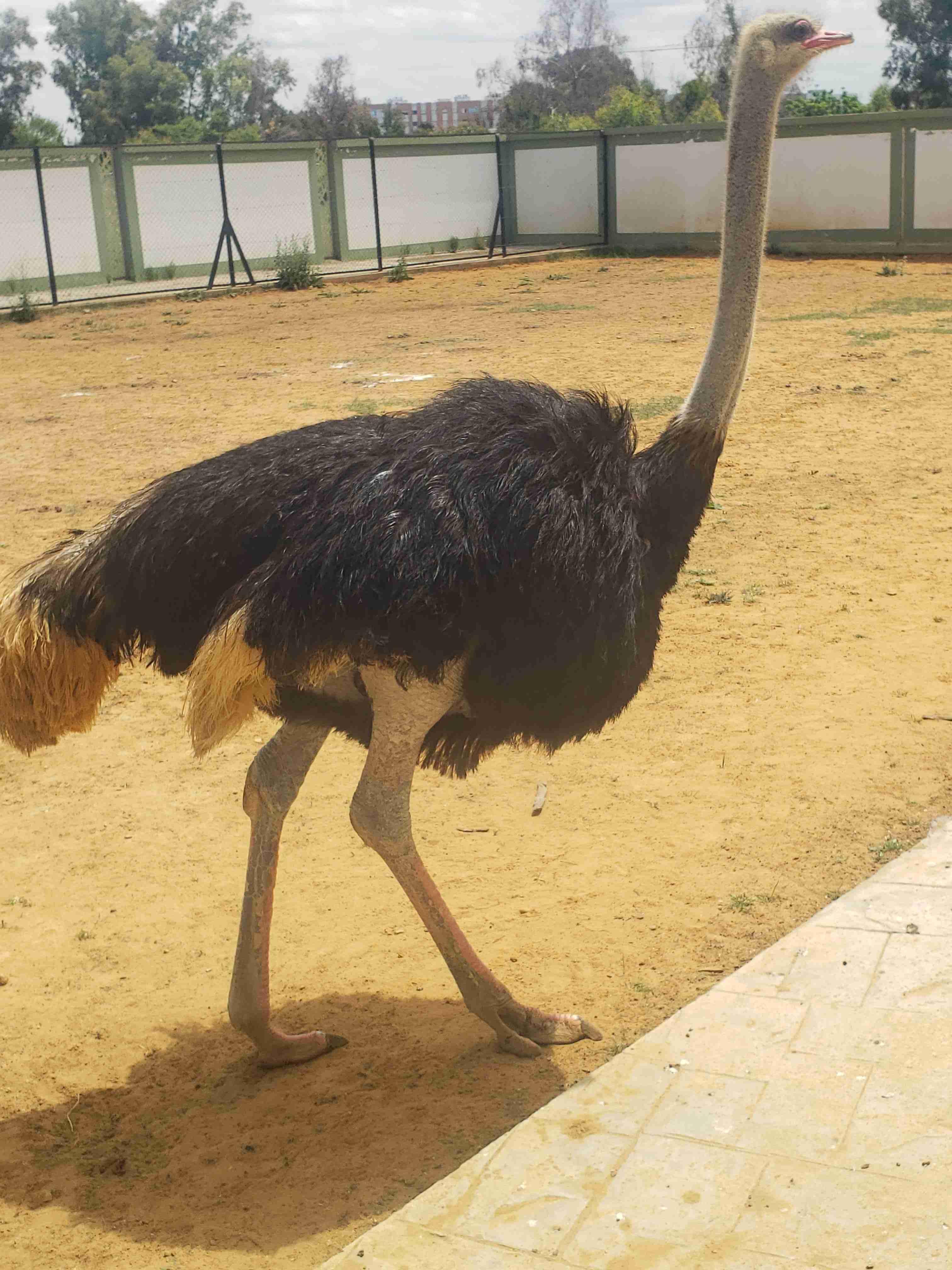 دكر النعام للبيع