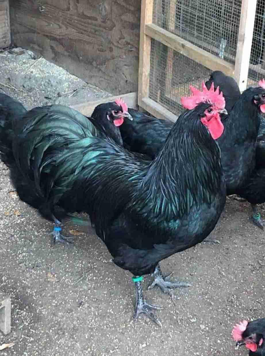 طنجة