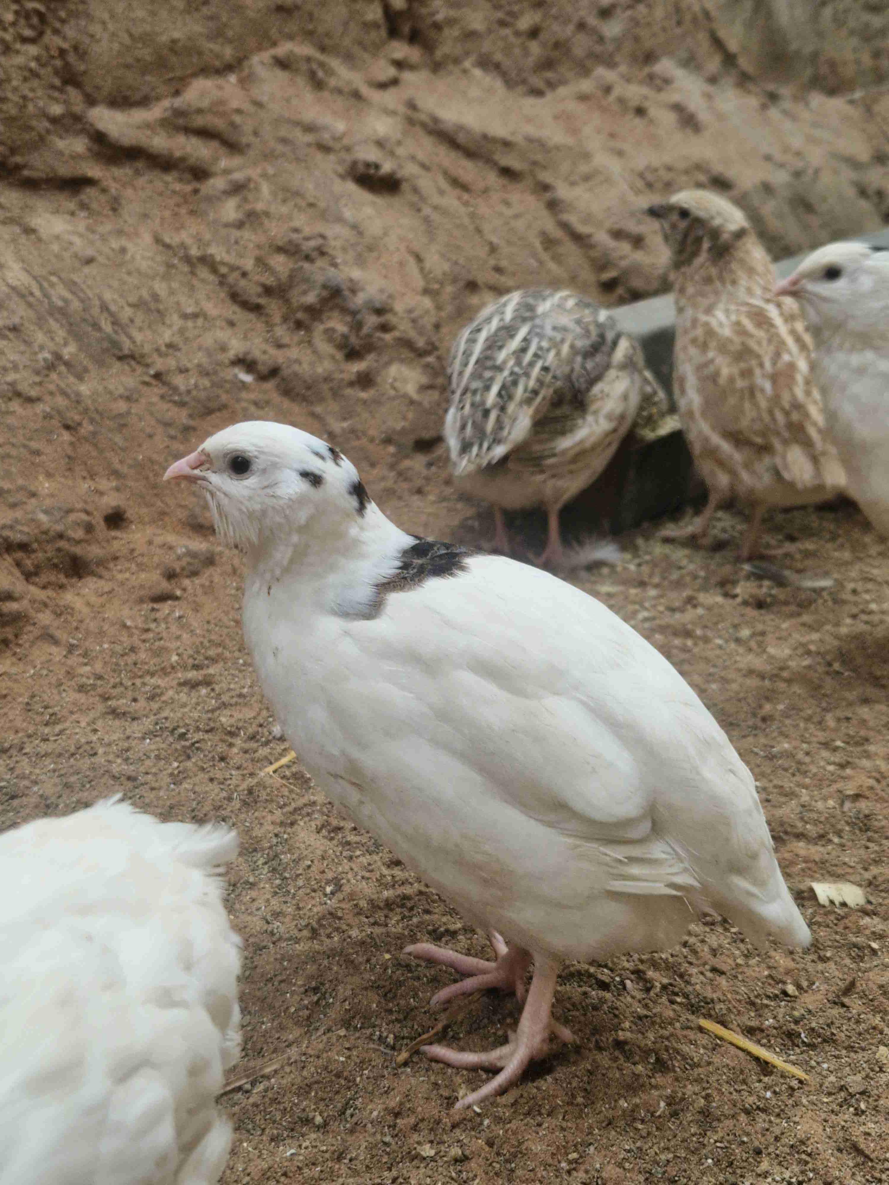 سمان جومبو