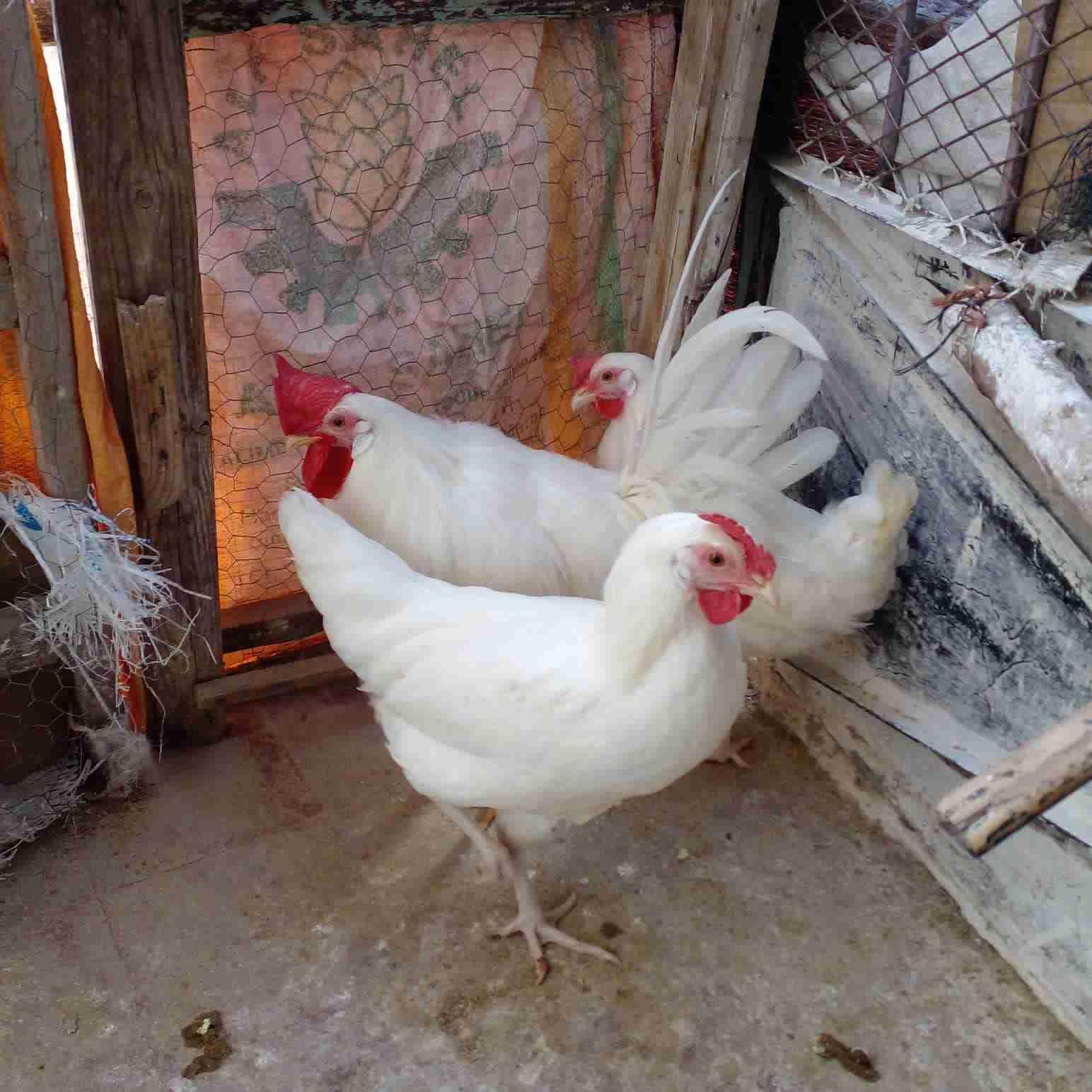 بيض ليجورن حر مخصب