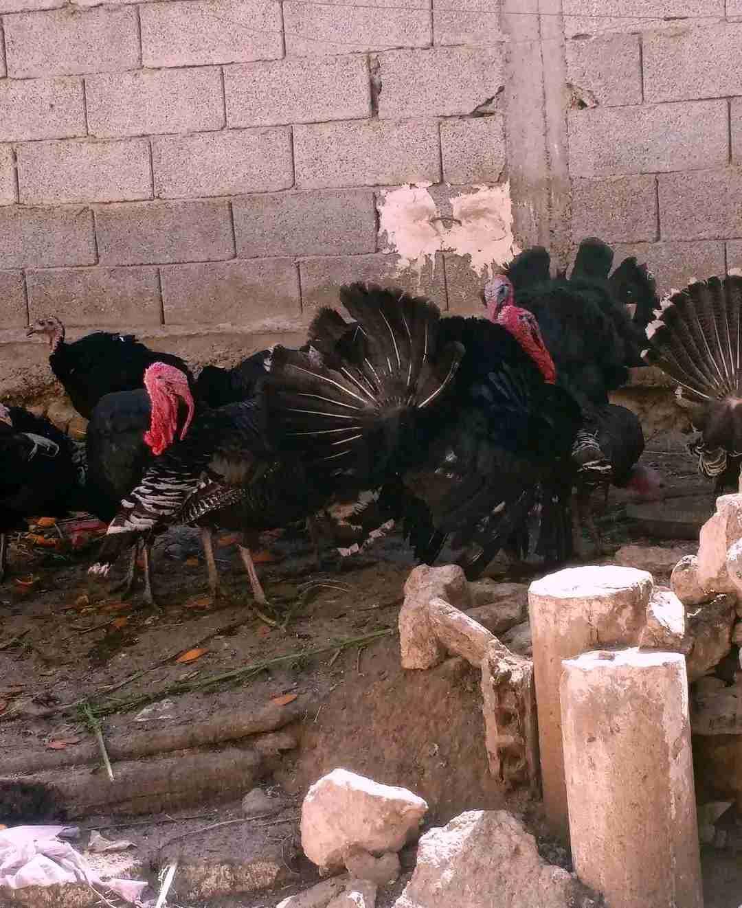دكور بيبي