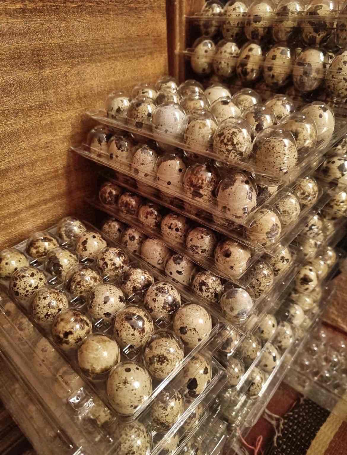 بيض سمان