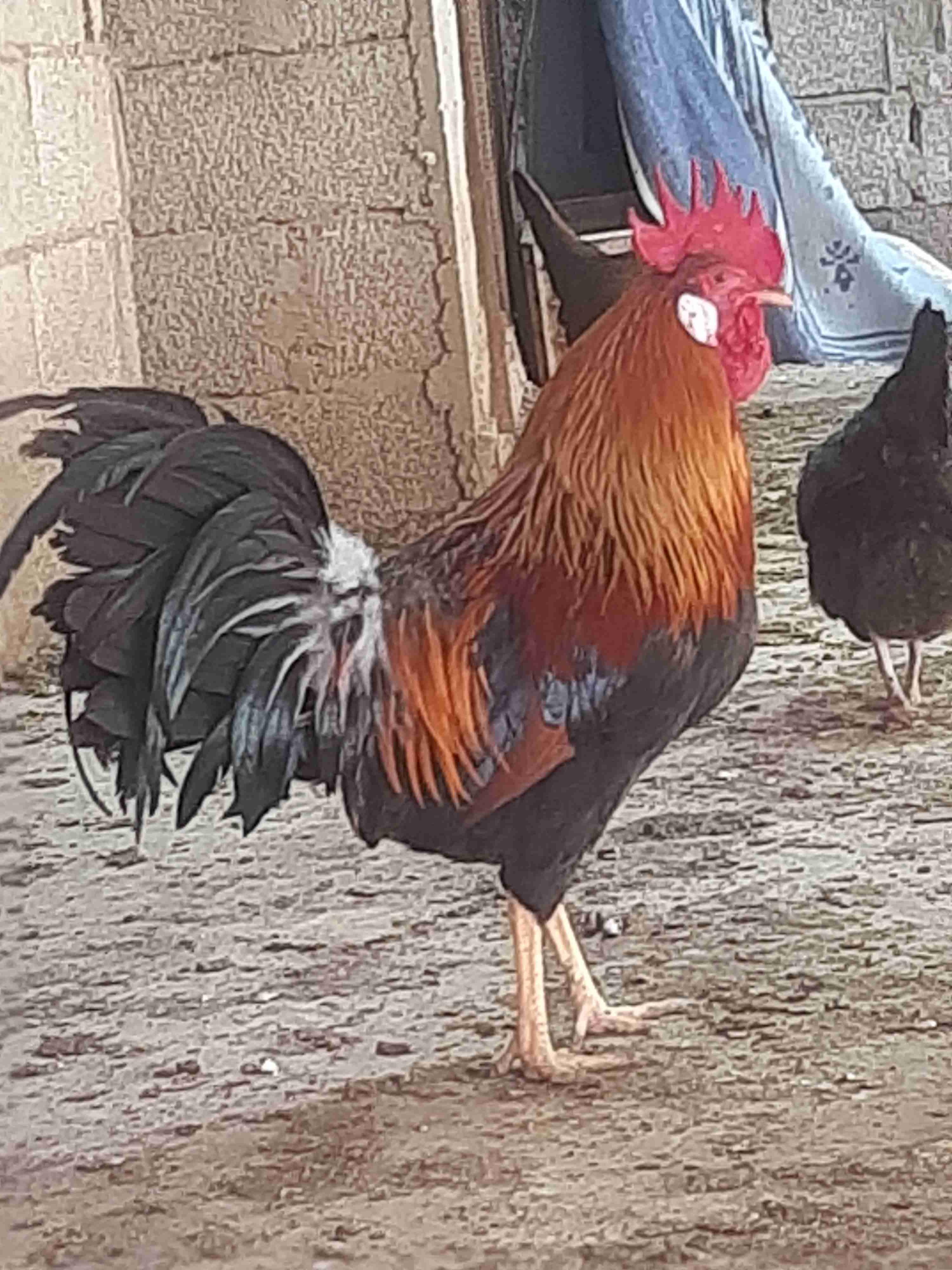 دكر ليجهورن للتخصيب