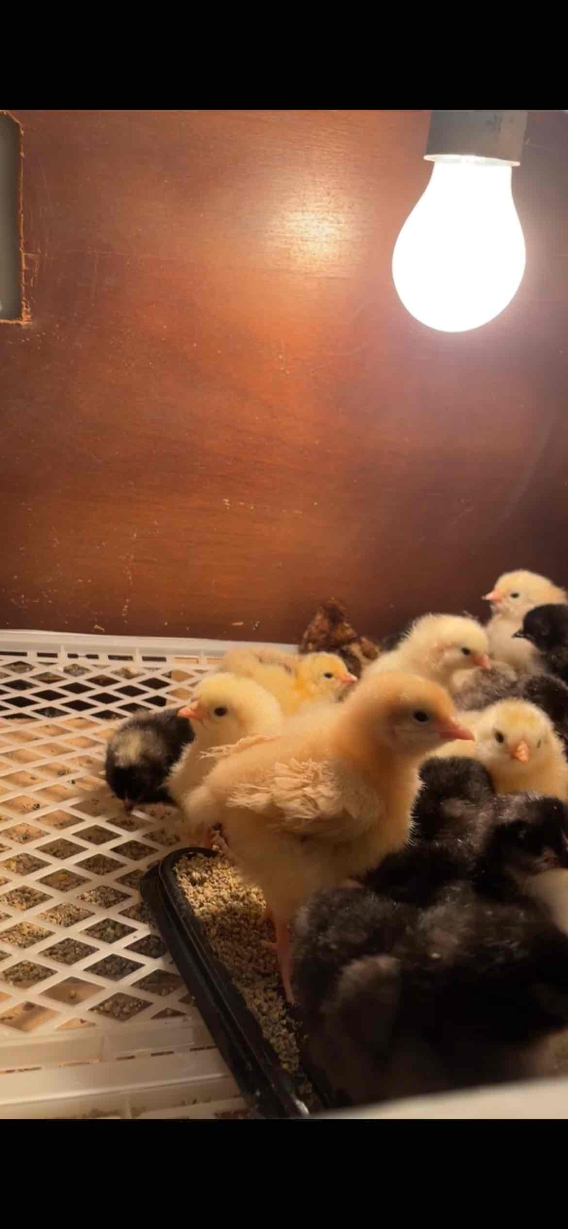 Poussins orpington