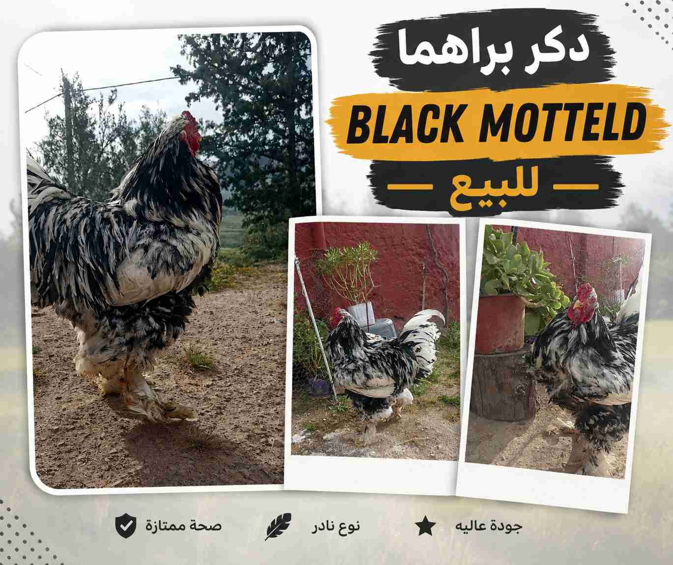 دكر براهما black motteld