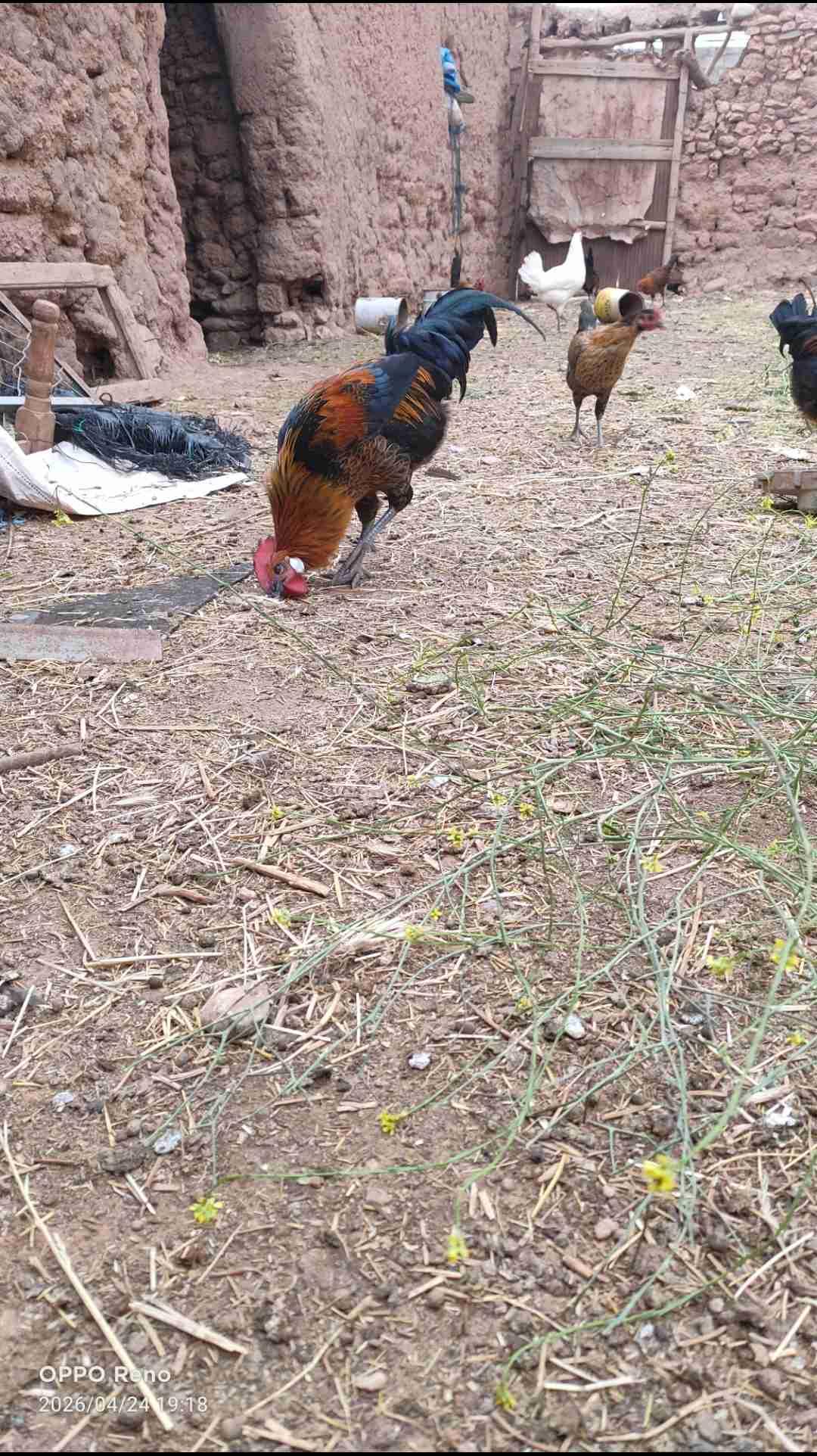 الديوك فقط