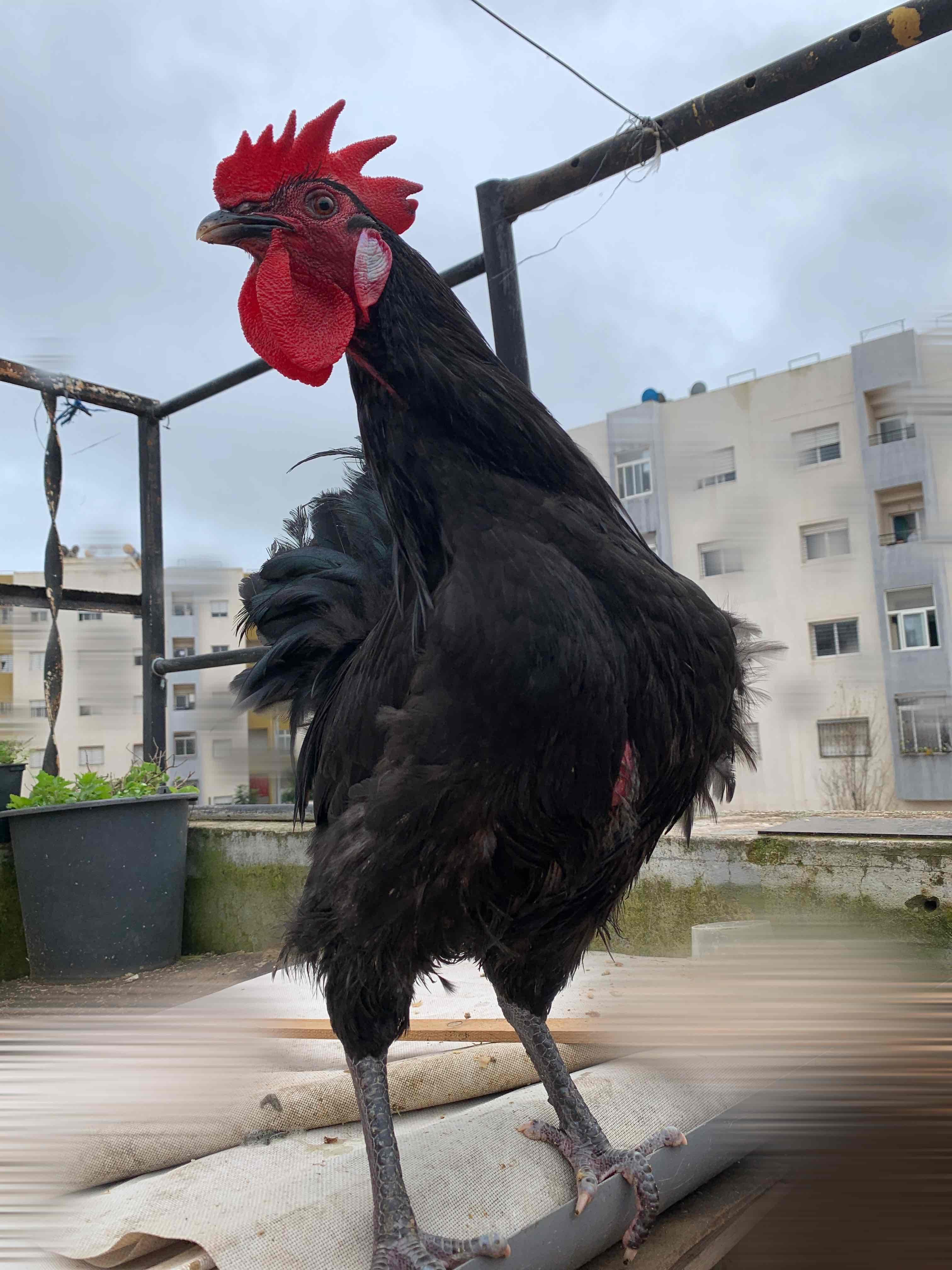 بيض اوسترالوب