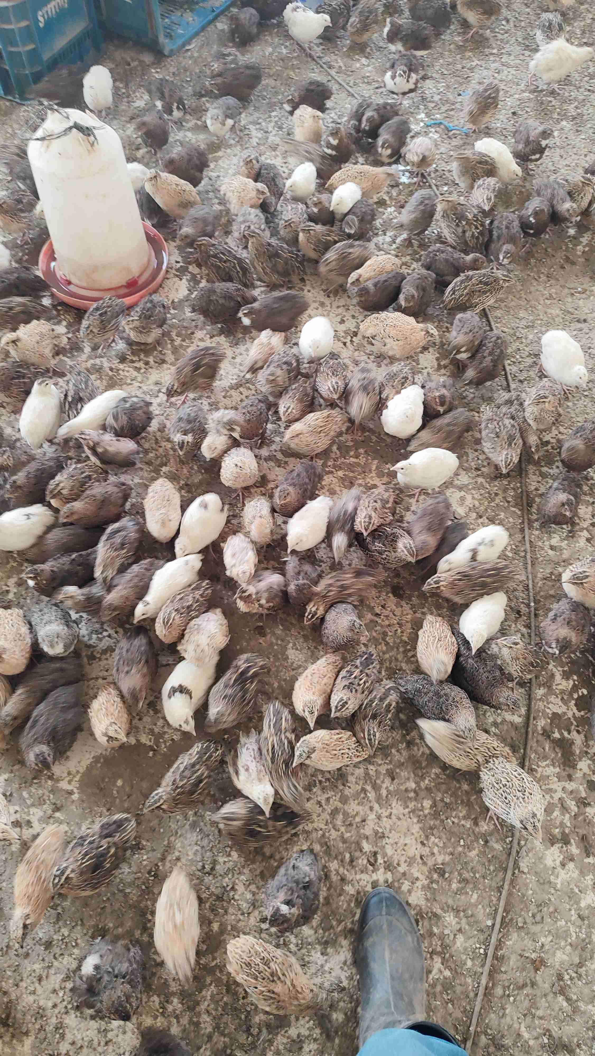 سمان للبيع - أسعار مناسبة