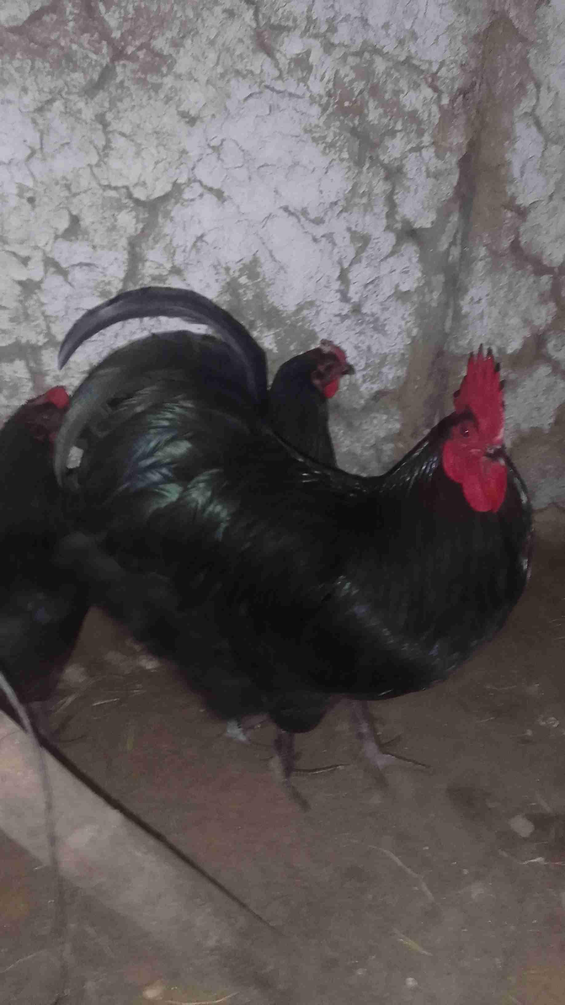 مشرع بالقصيري نواحي سوق الأربعاء الغرب
