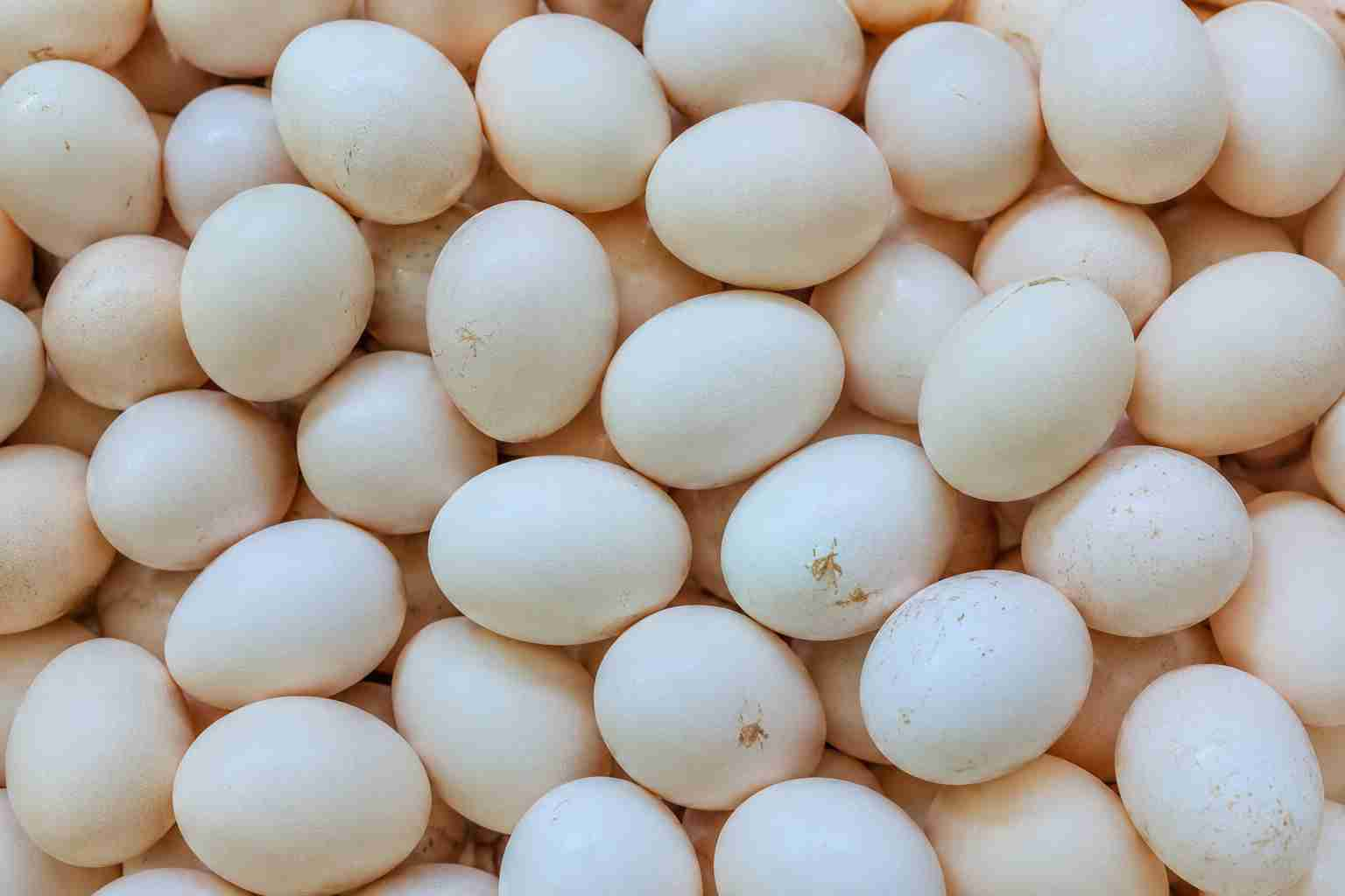 بيض الدجاج الملكي(لاكنفيلدر)