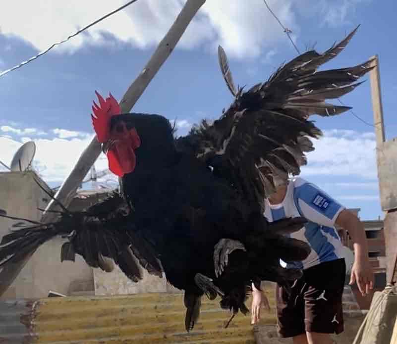 فروج استرالوب حر