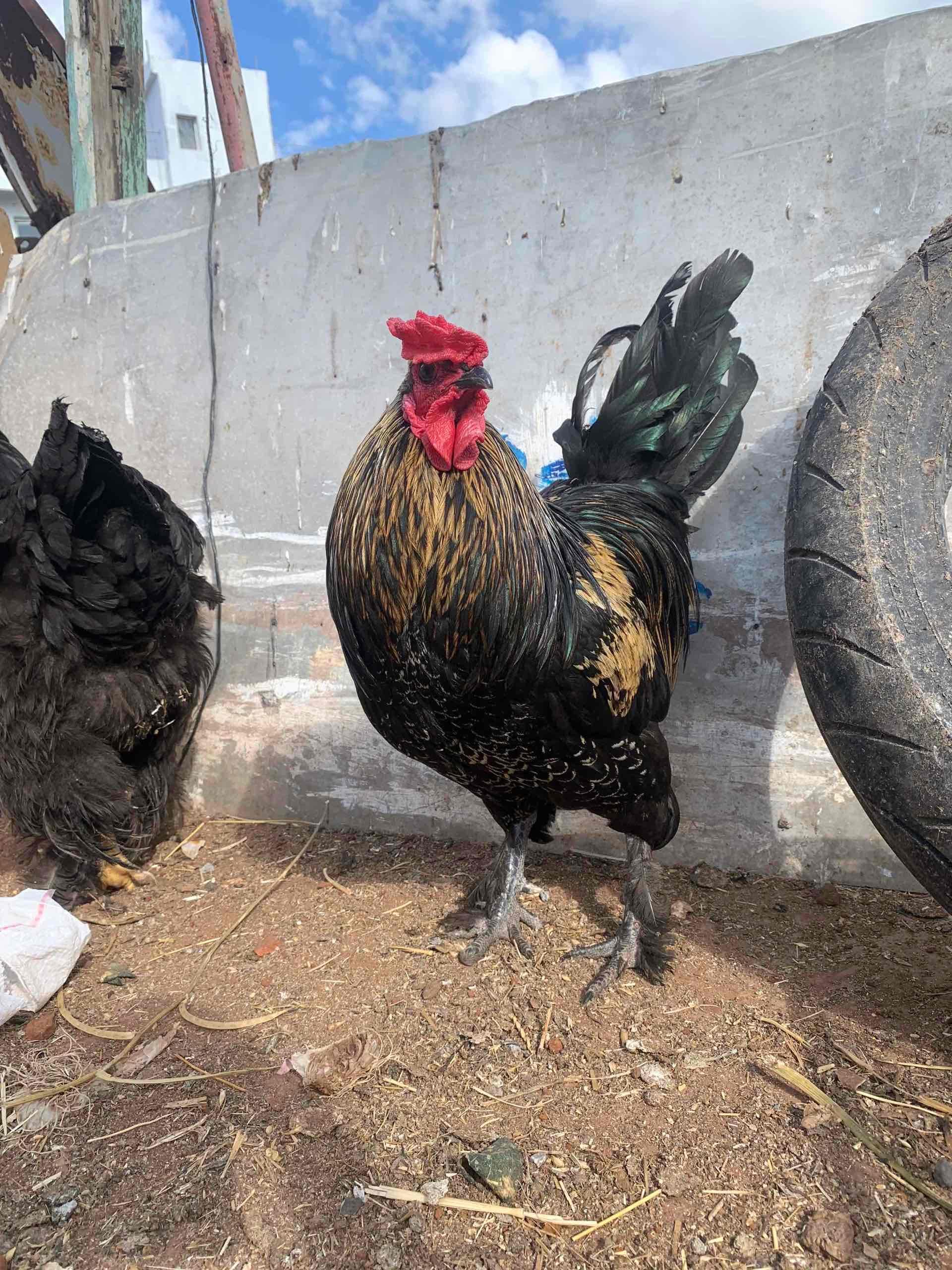 فروج براهما