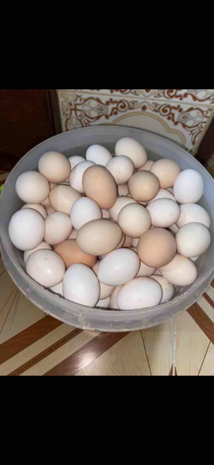 بيض مخصب
