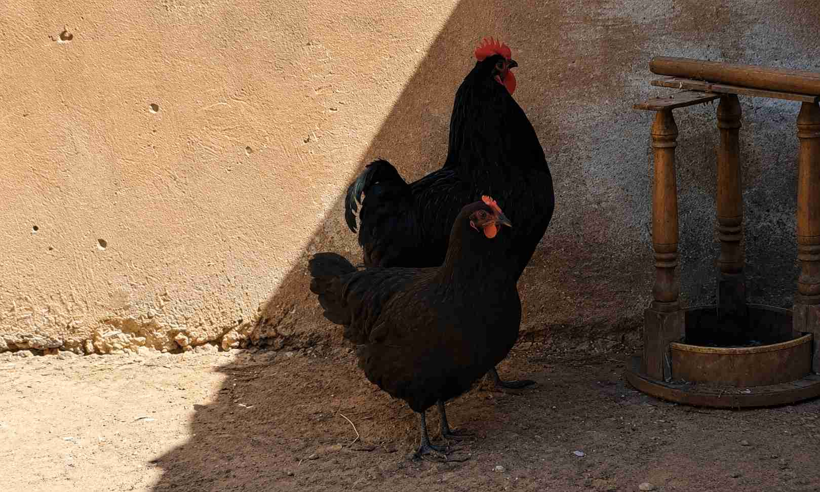 دجاجة أوسترالوب أسود ( خدامة كتبيض )