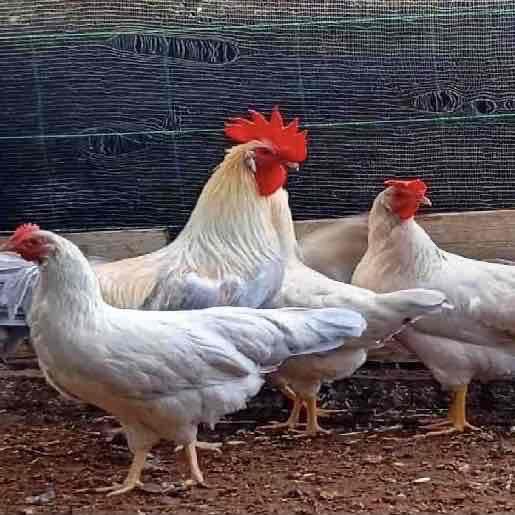بيض المخصب ليجورن إزابيل و الدهبي 🥚