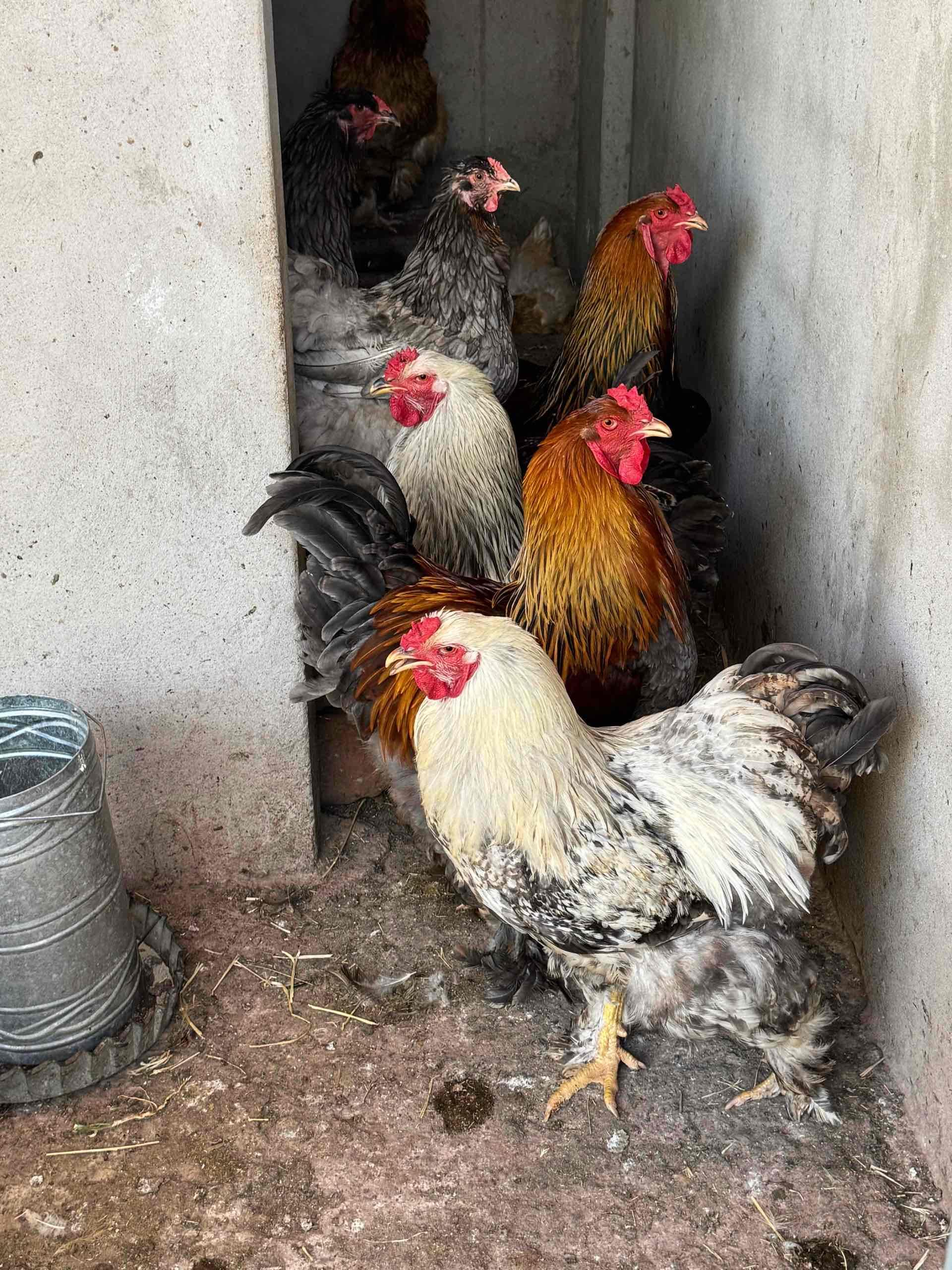 Brahma