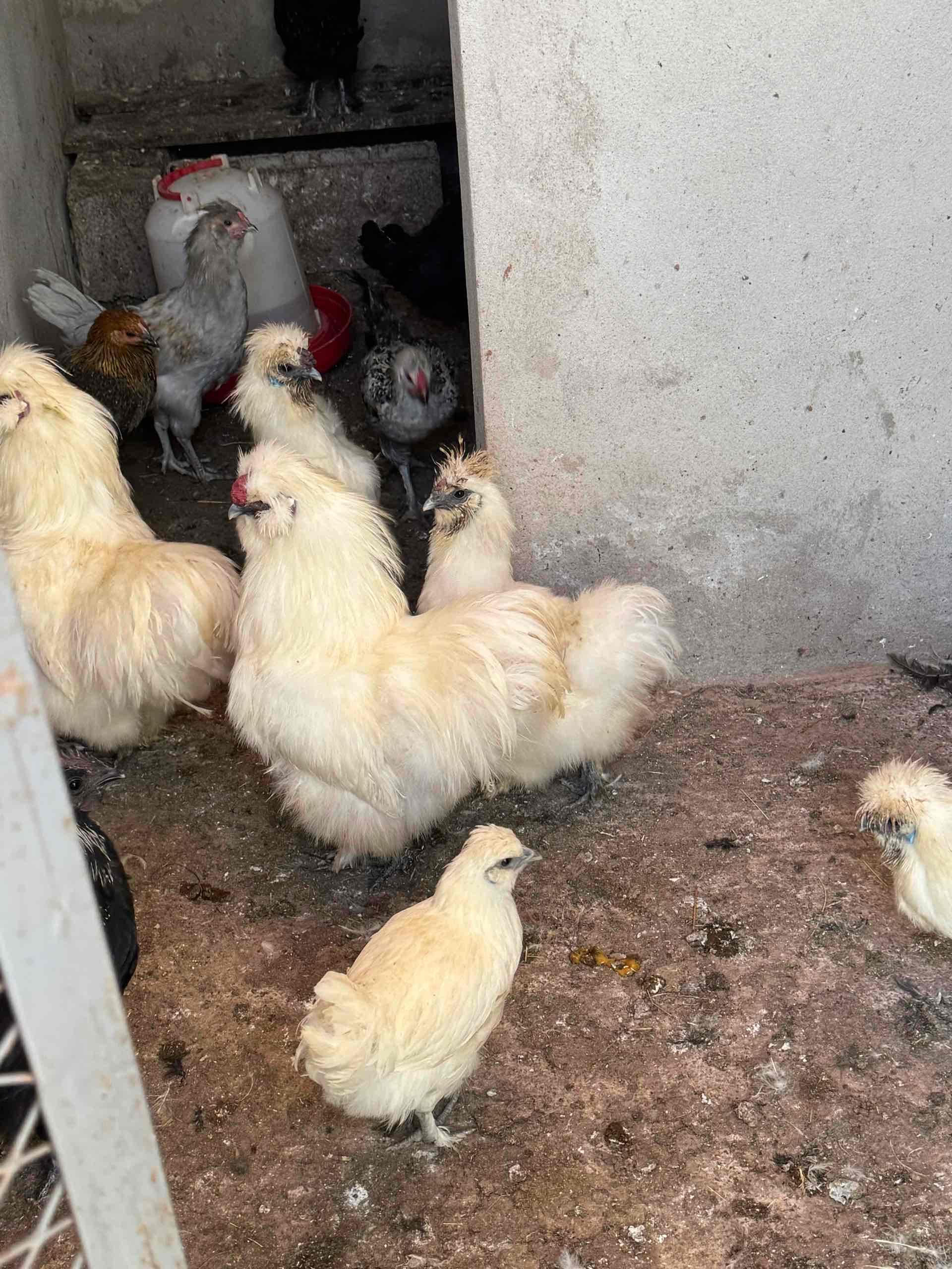 الحريري