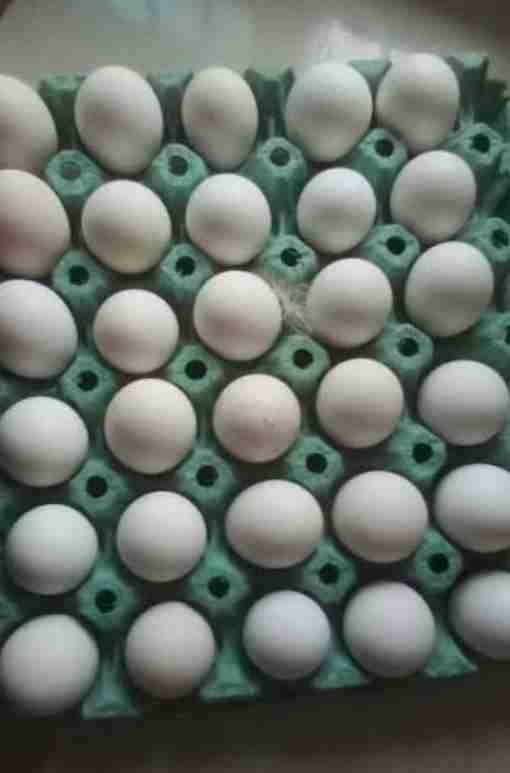بيض بلدي طازج يومياً 🥚