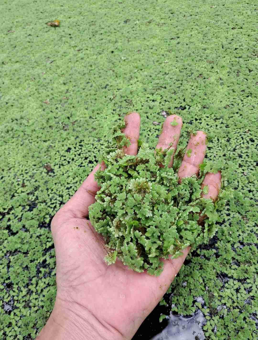 Azolla طبيعية 100% لتغذية الدجاج والطيور 🌱🐔بيع Azolla خضراء بجودة عالية 🌿Azolla طازجة بثمن مناسب 💚Azolla للعلف الطبيعي وزيادة الإنتاج 🐓🥚أفضل Azolla للدجاج والأرانب والسمك 🌱Azolla مغذية وسهلة 