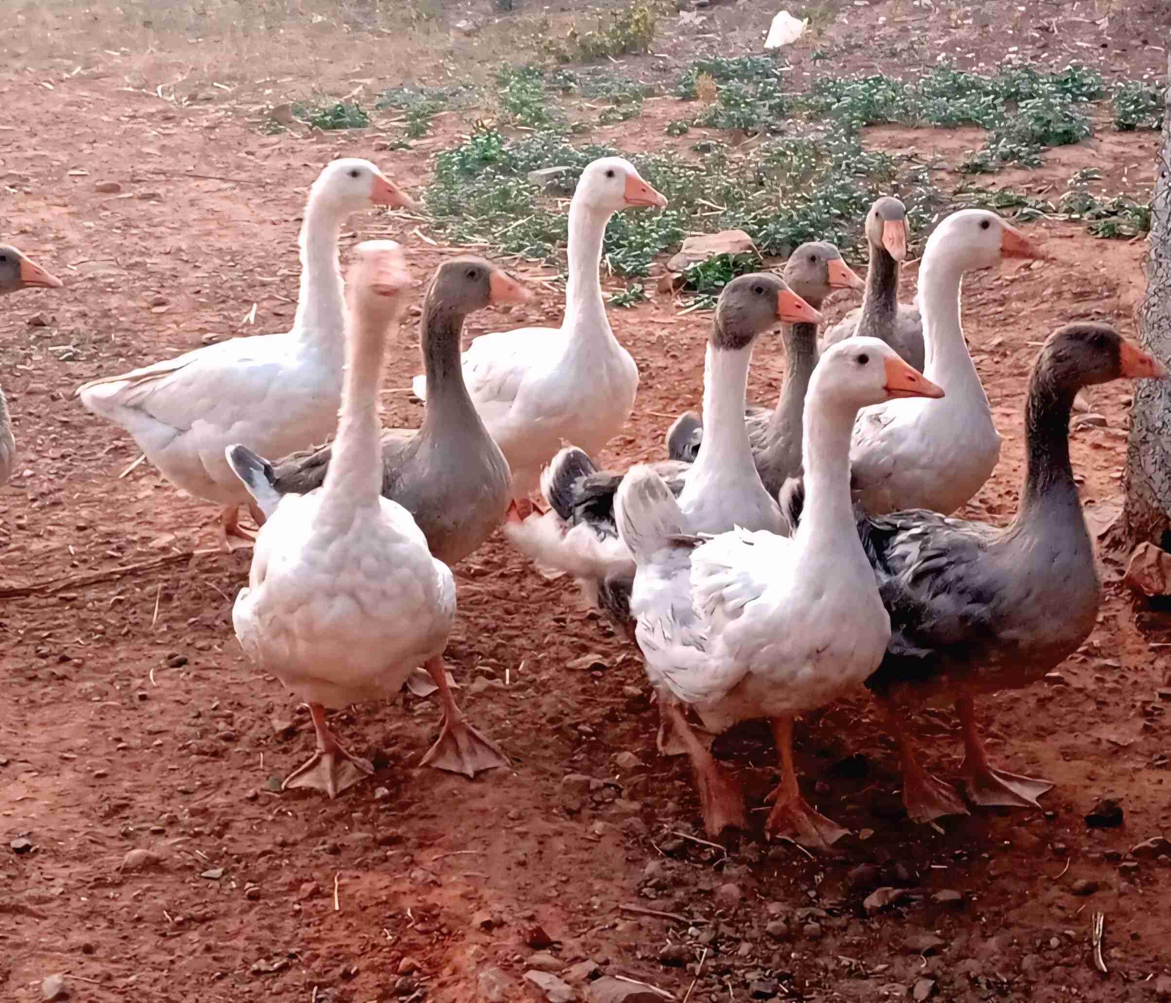 بيع طيور الإوز